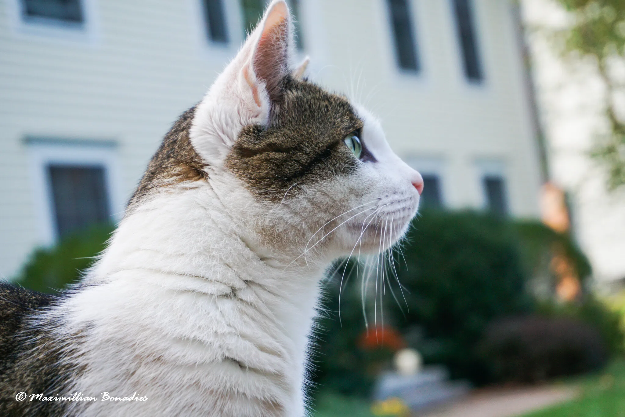 A cats eye