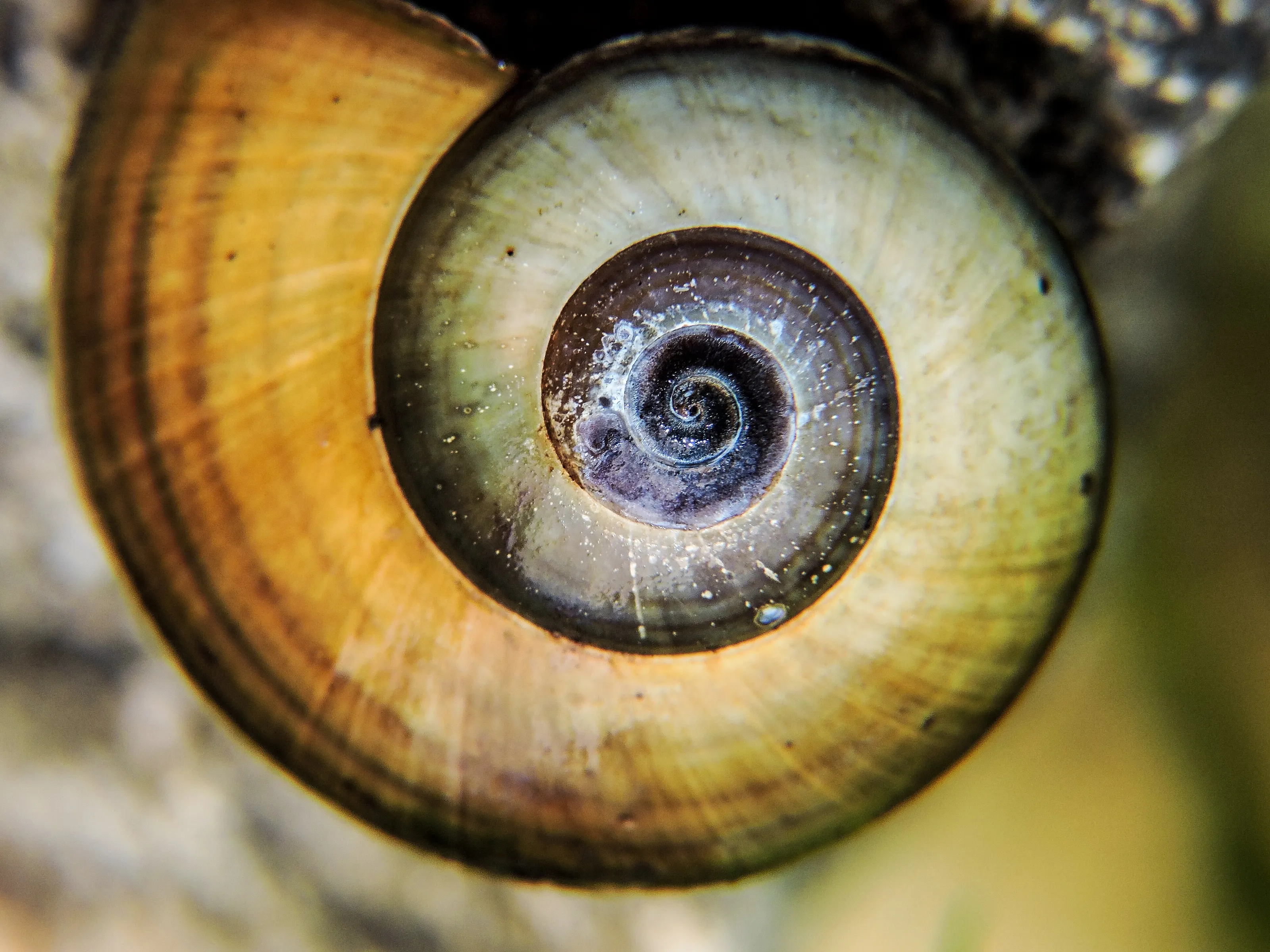 Spiral of Life