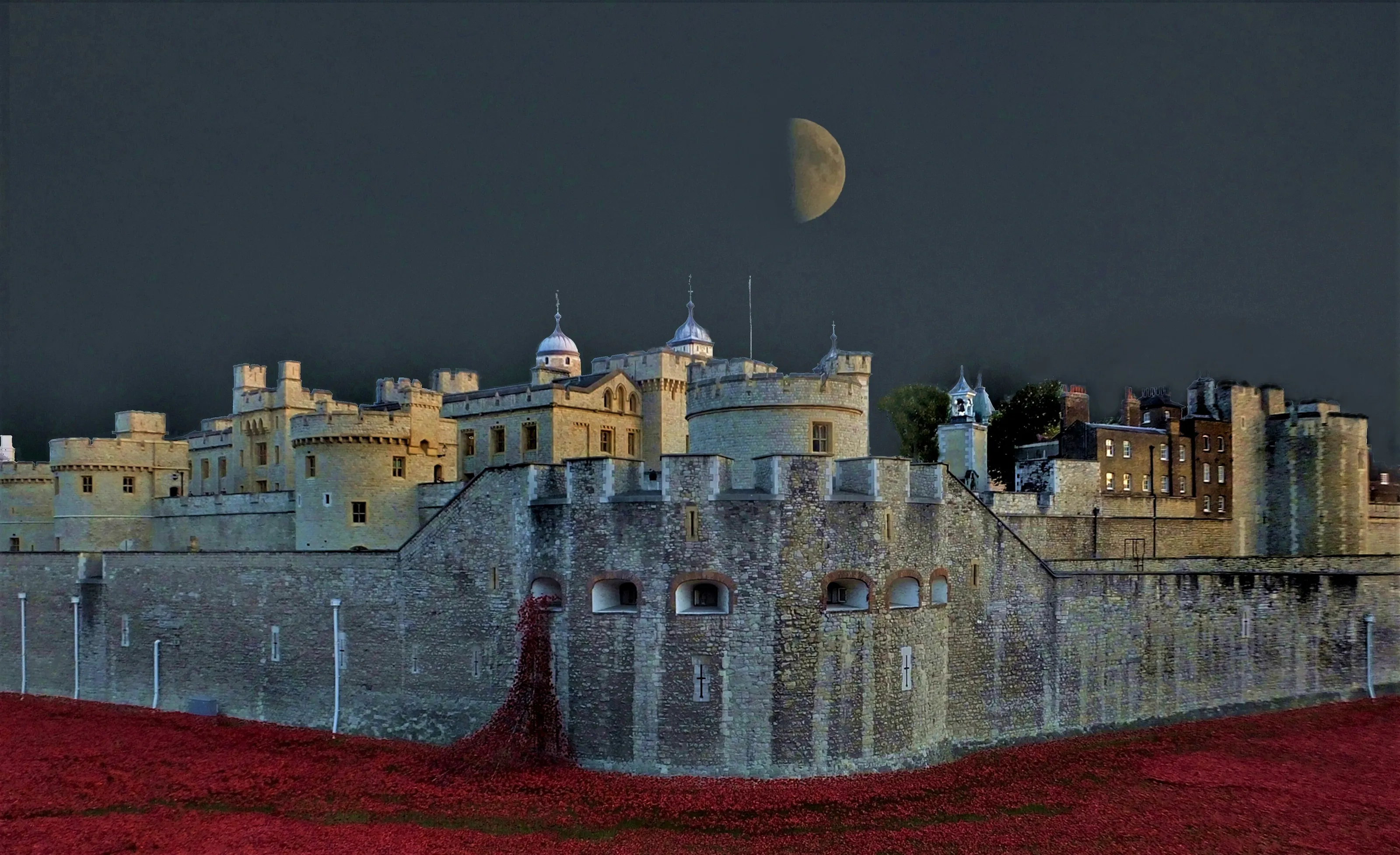 Moonlit Poppies