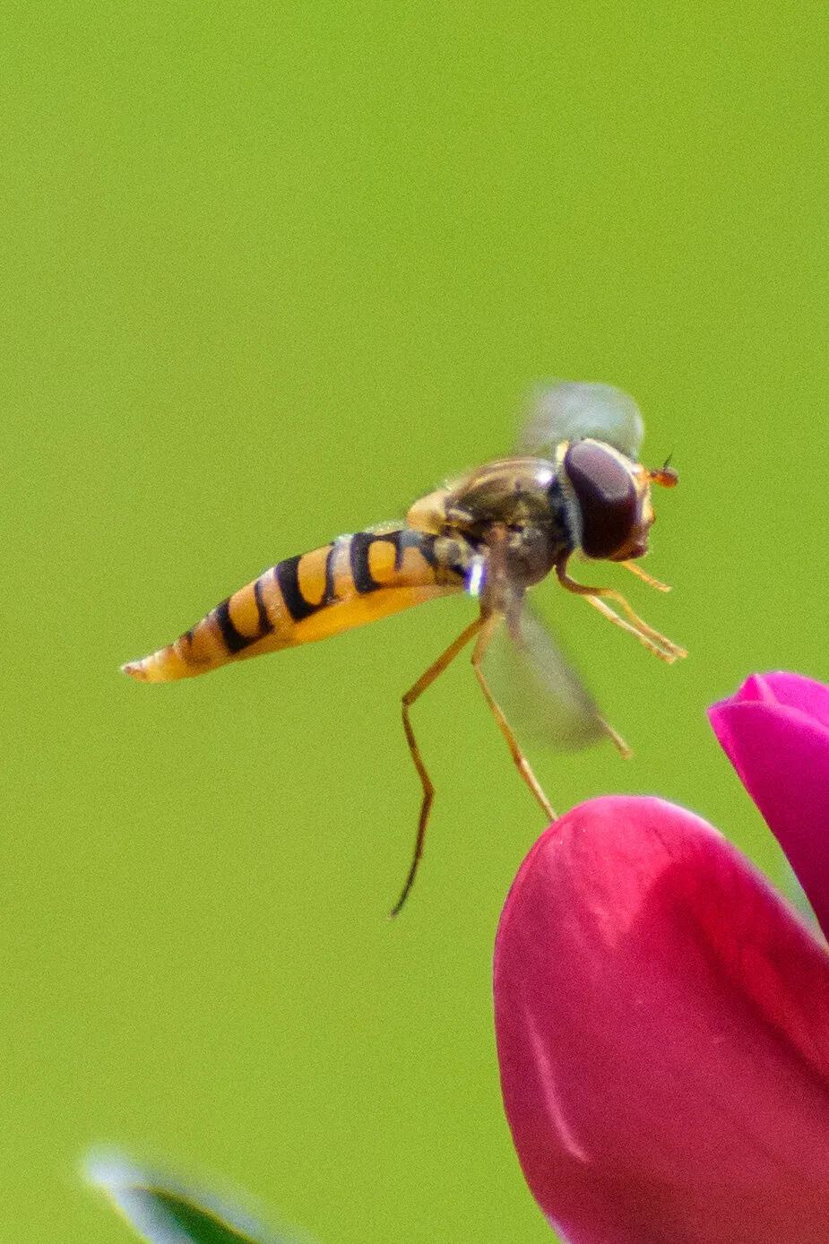 Marmalade hoverfly