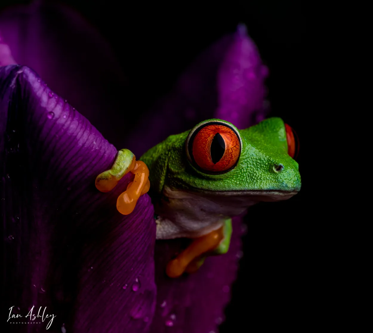 Peek-a-Boo