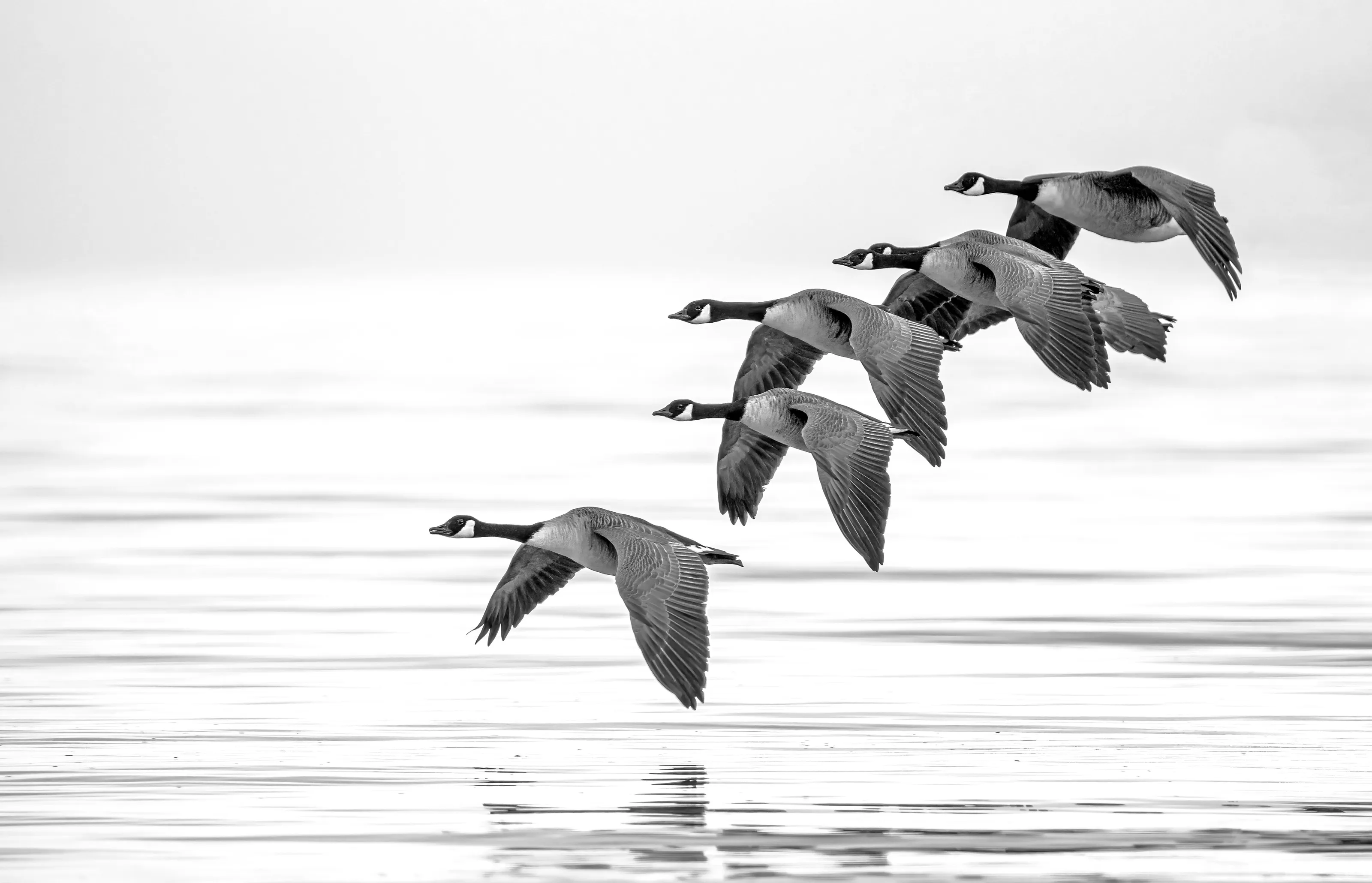 Canadian Geese emerge from the mist