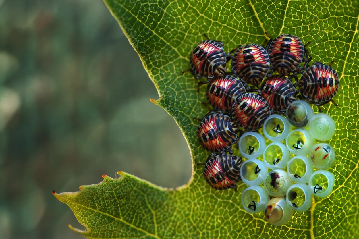 Baby bugs and eggs