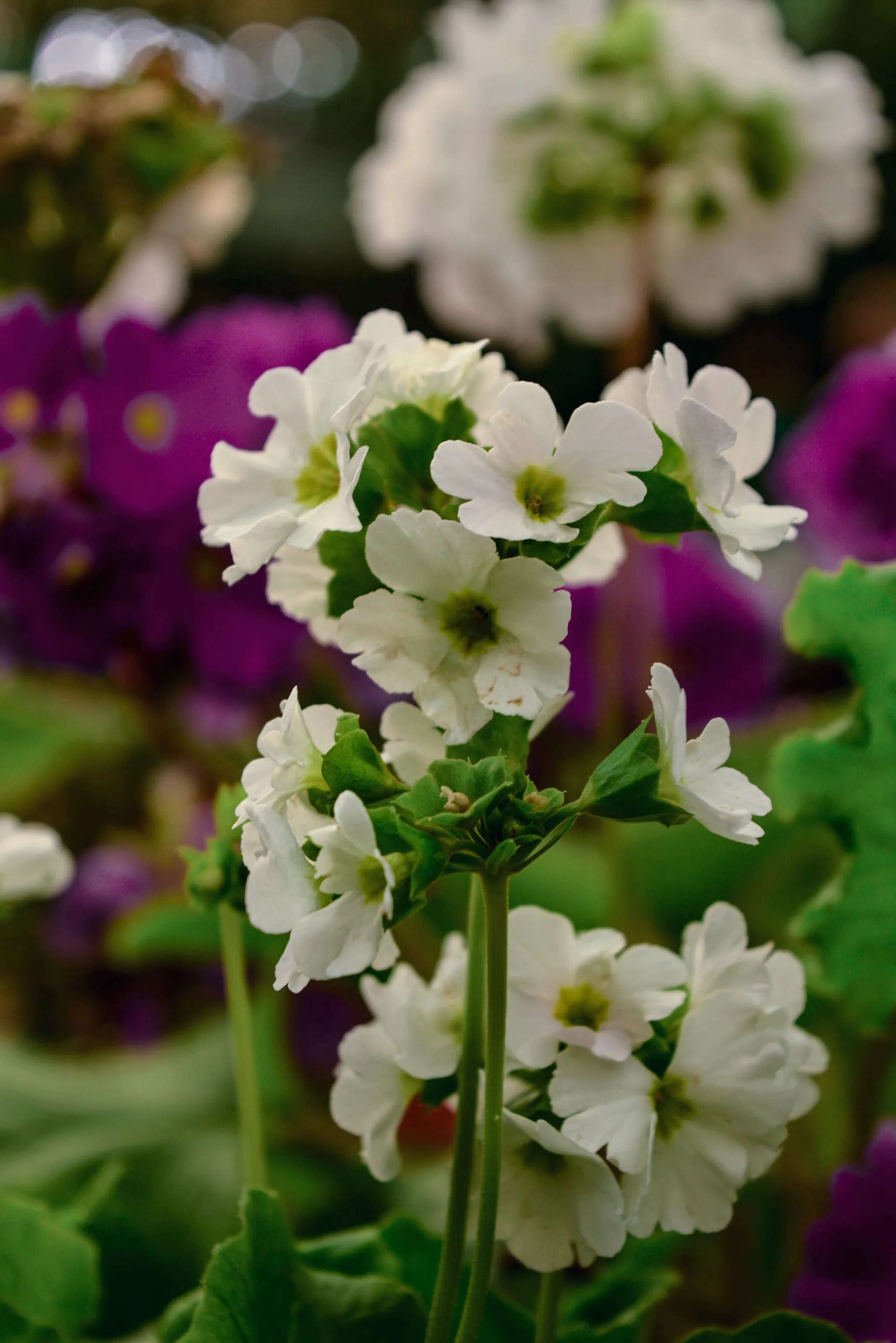 The white in many purples.