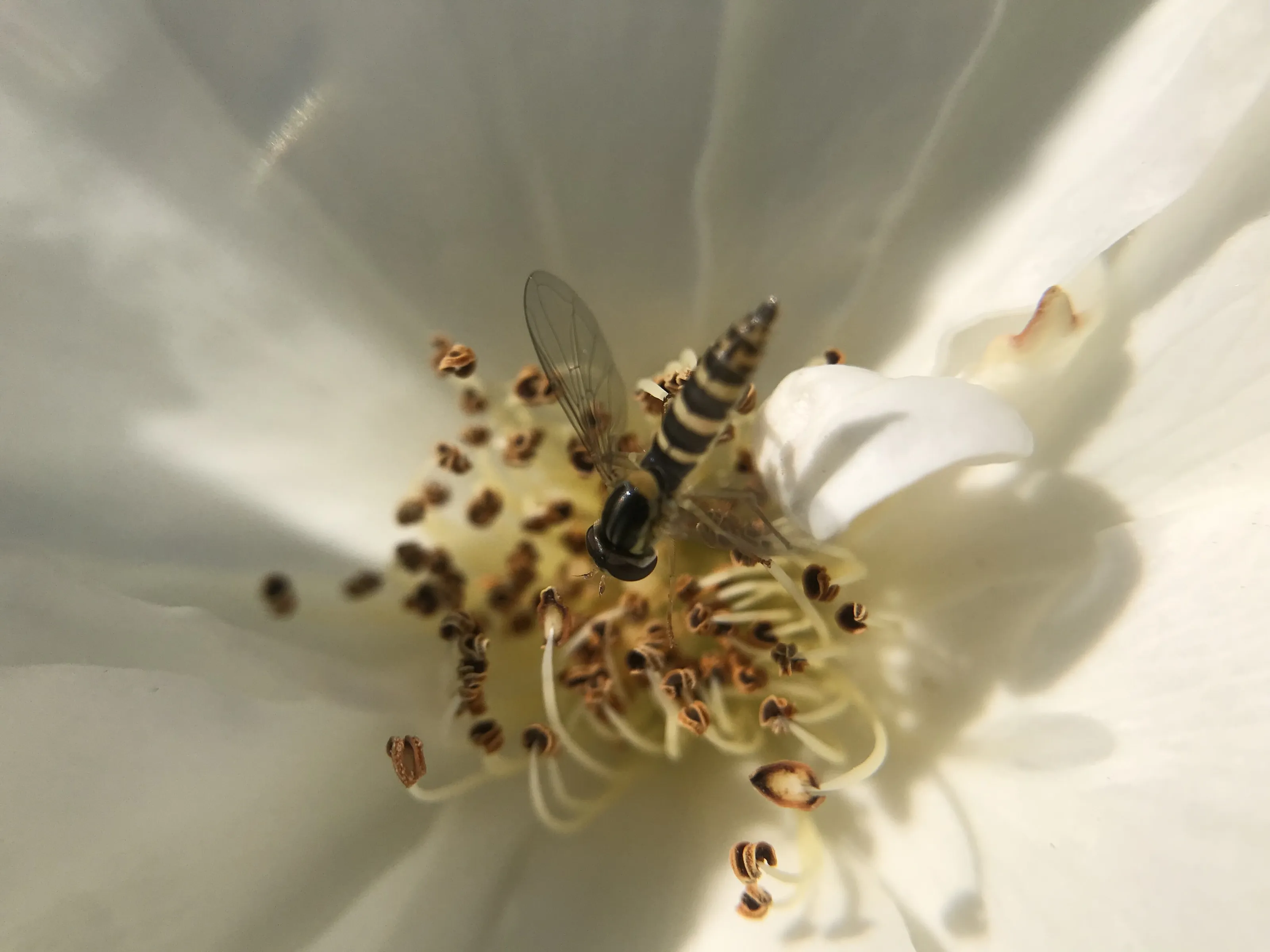 Hoverfly on nectar hunt
