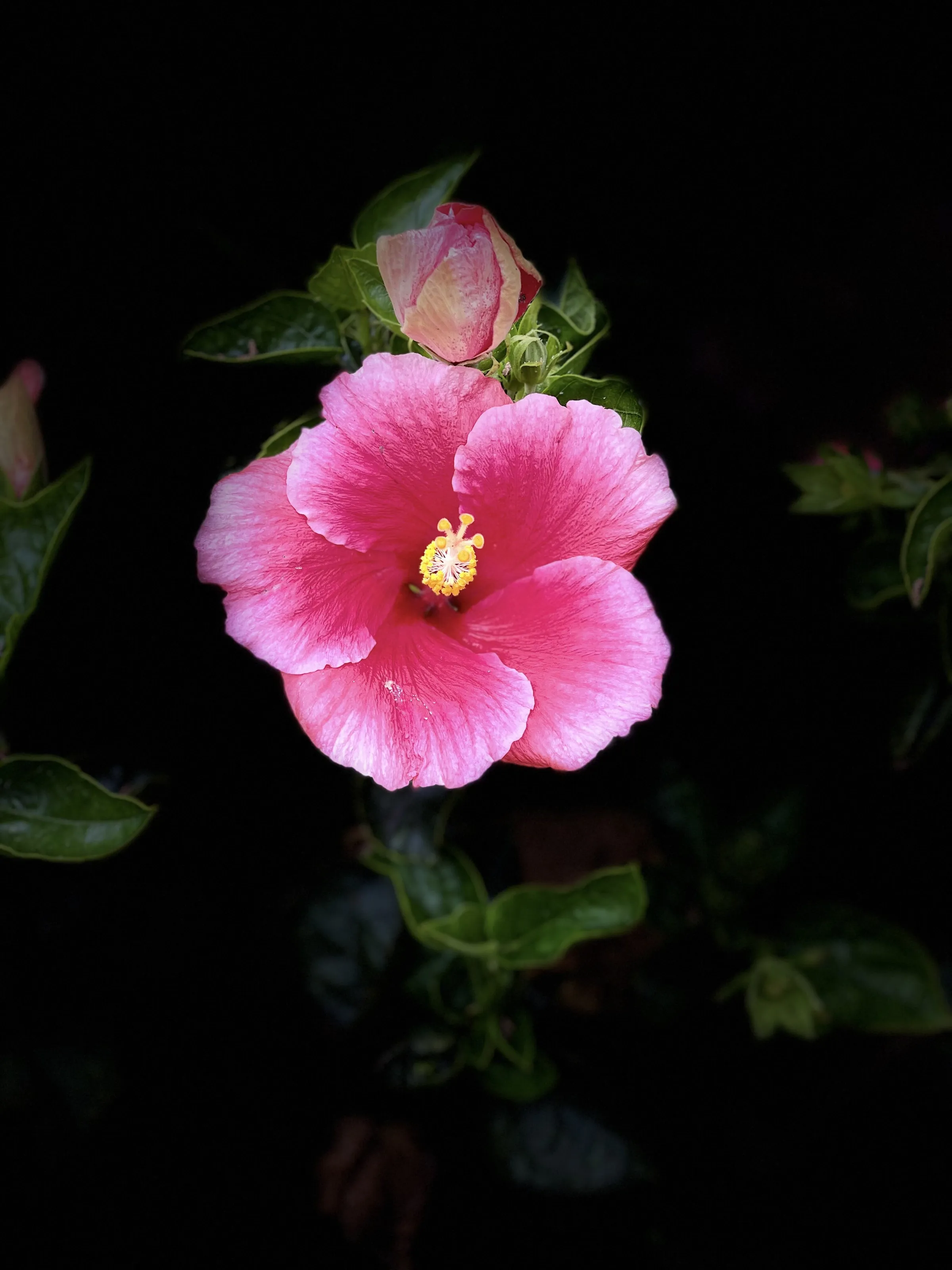 Hibiscus