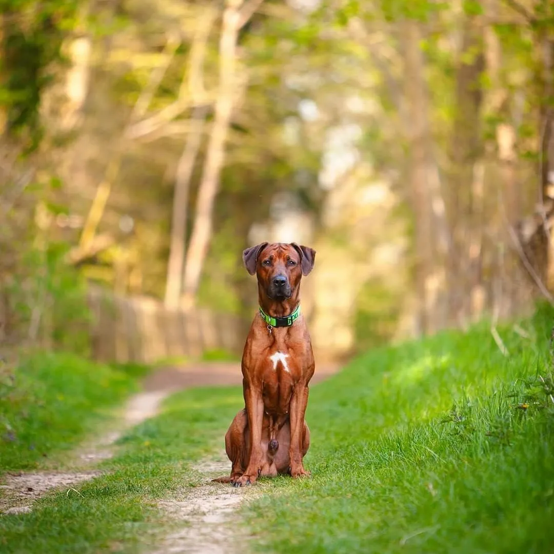 Obedience