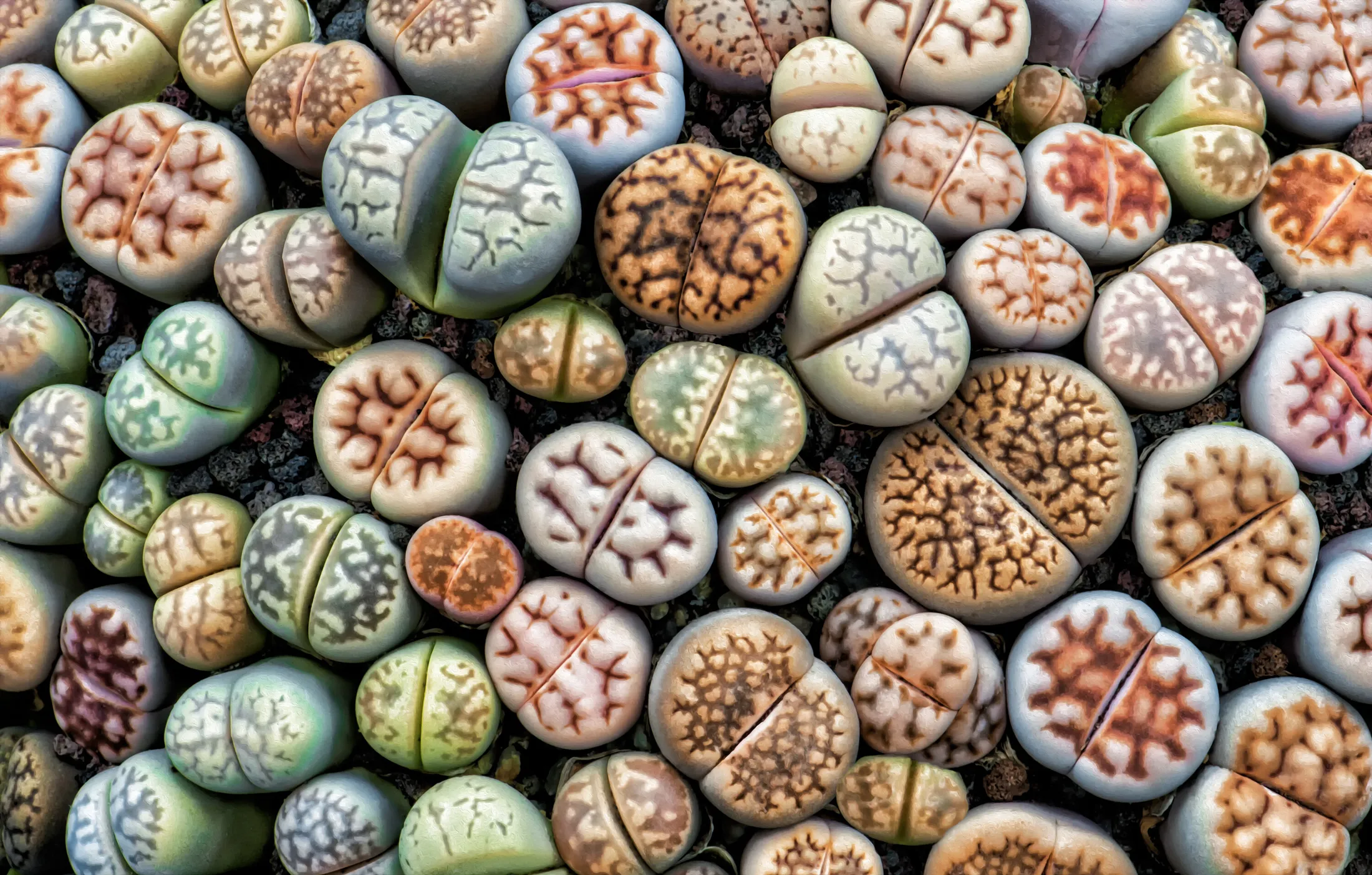Lithops (living stones)