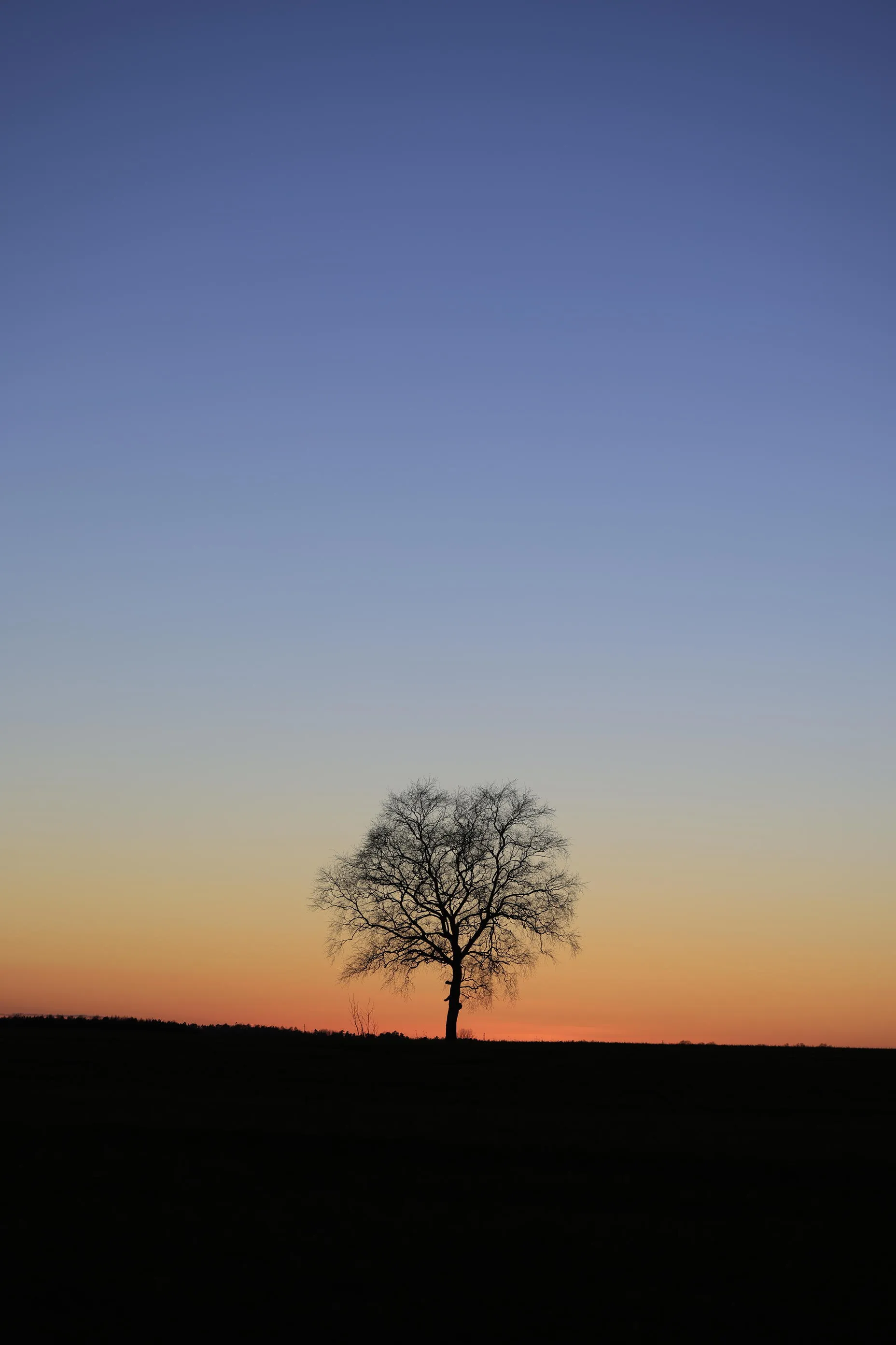 lonley tree