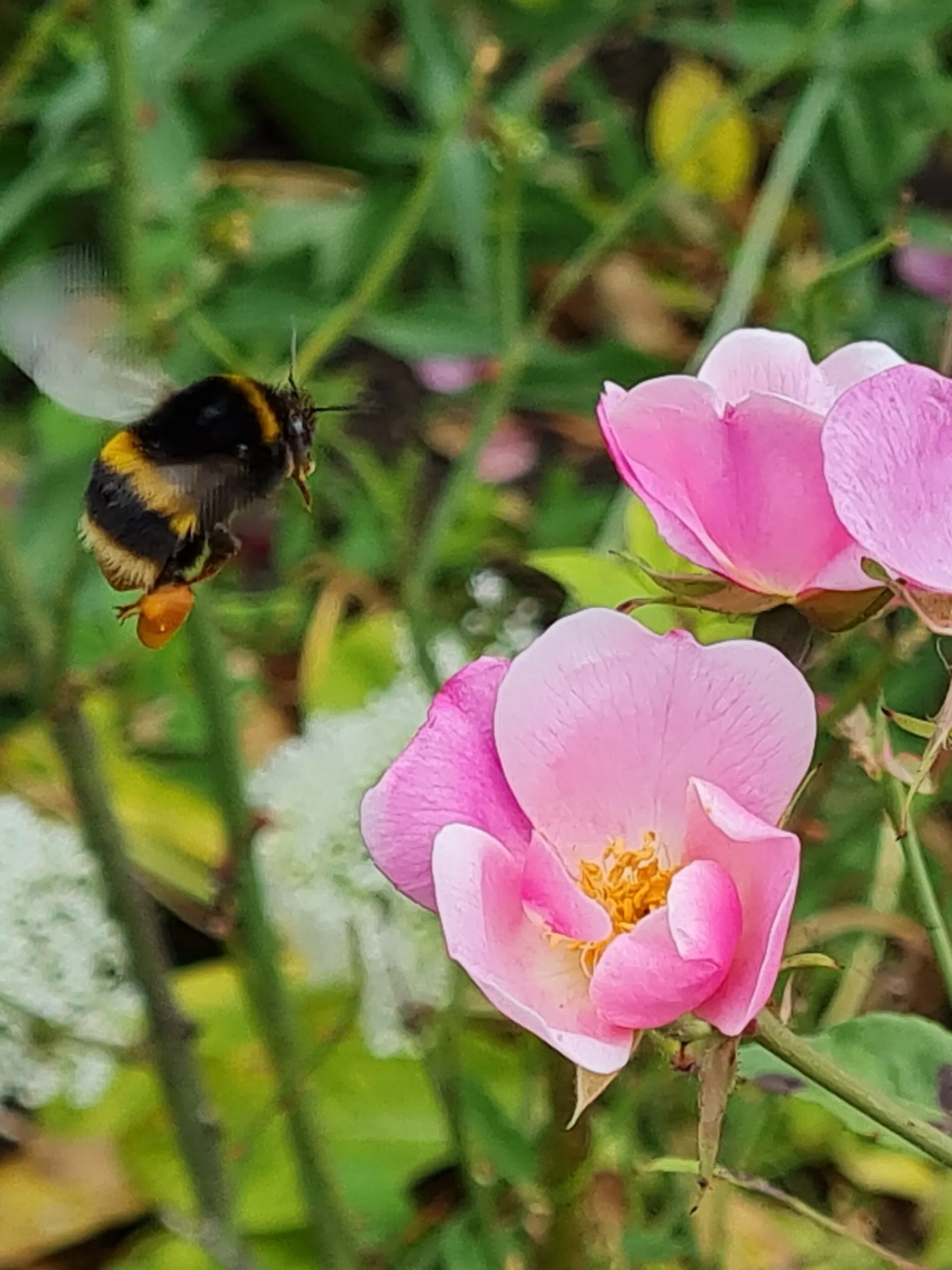 Hovering honey