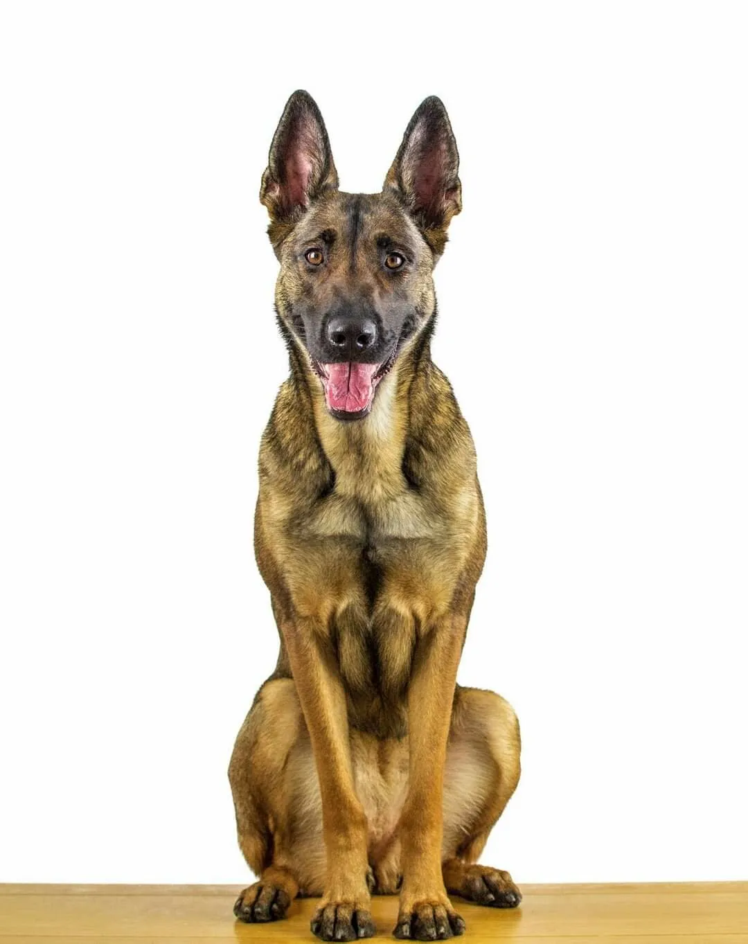 Mika the Mali