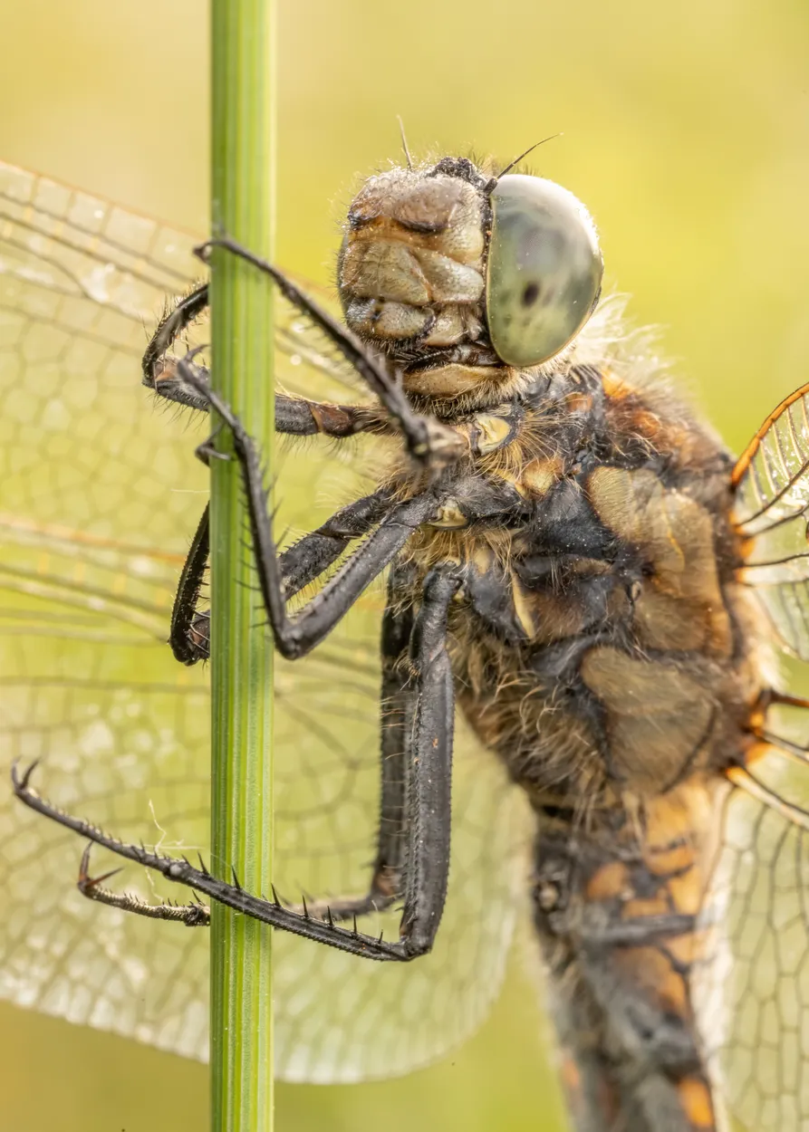 Entry 16044224