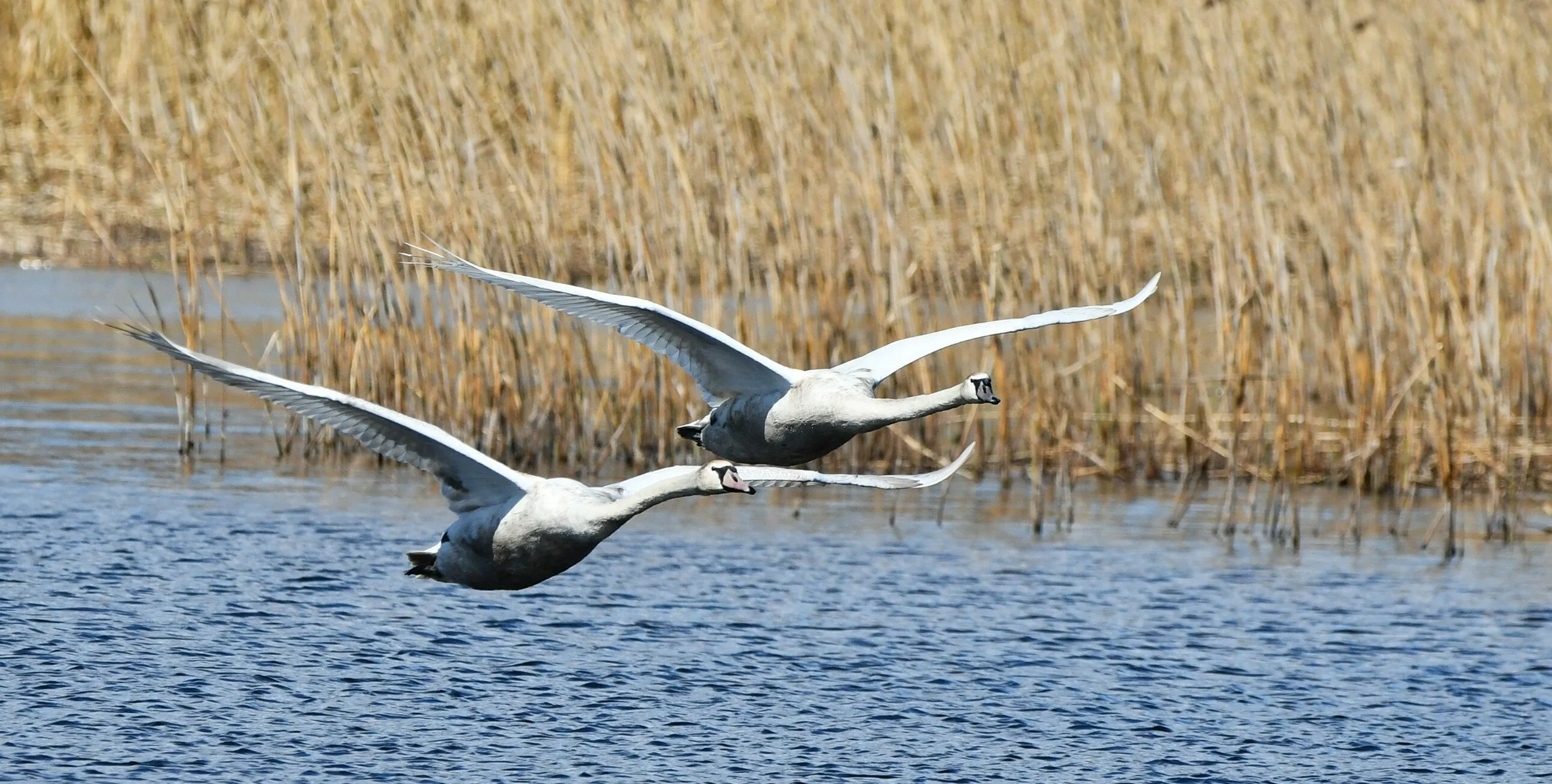 flying in