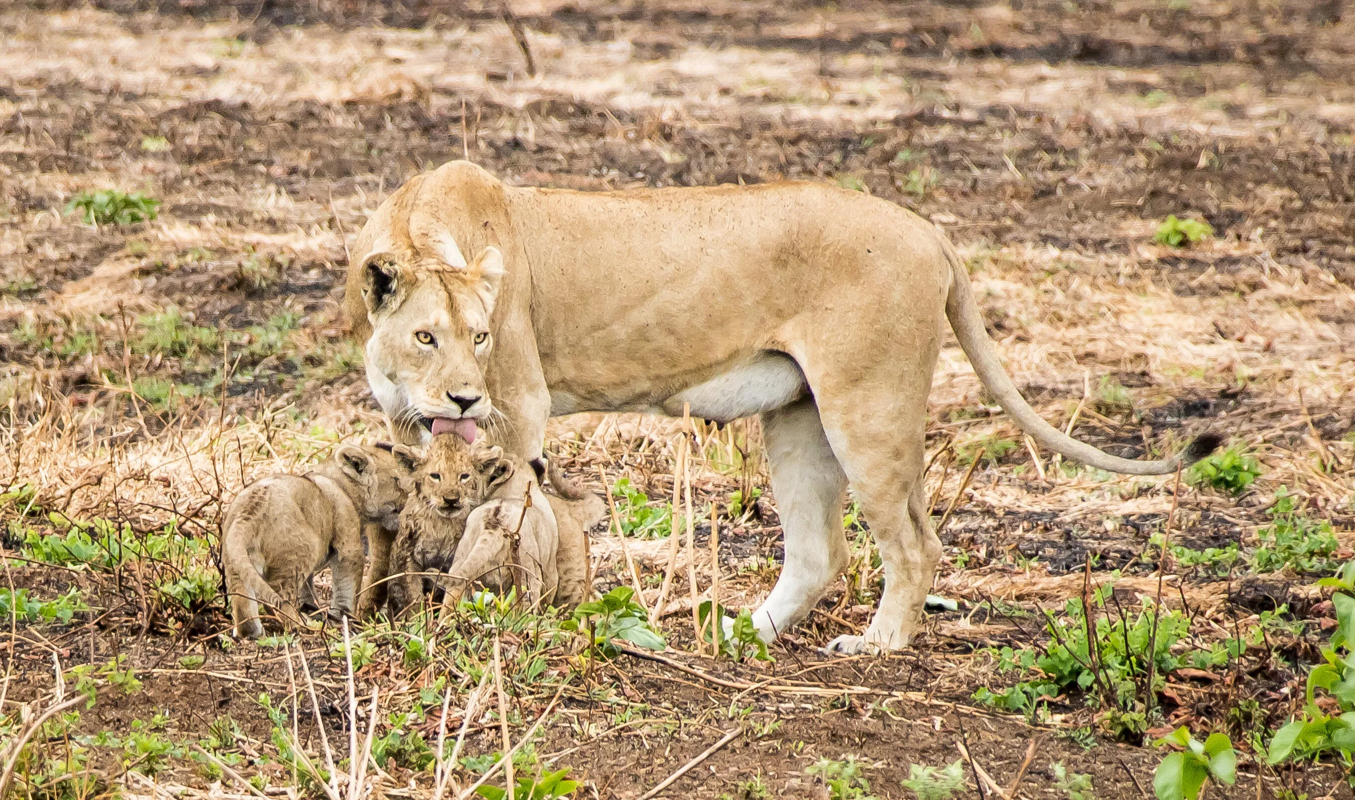 Lioness drying off her cub