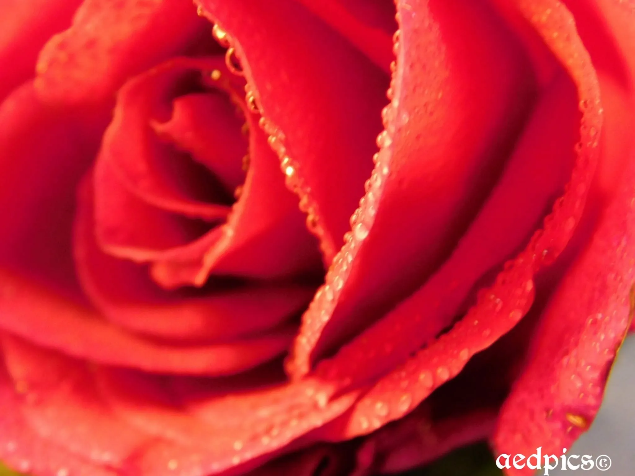 Rose after rain