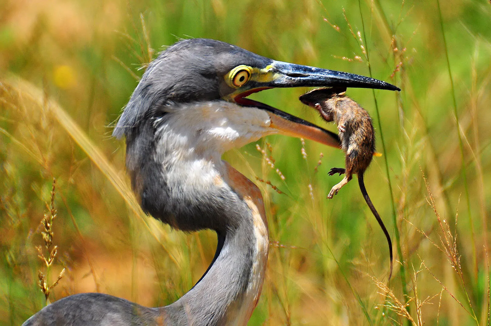 Nice catch