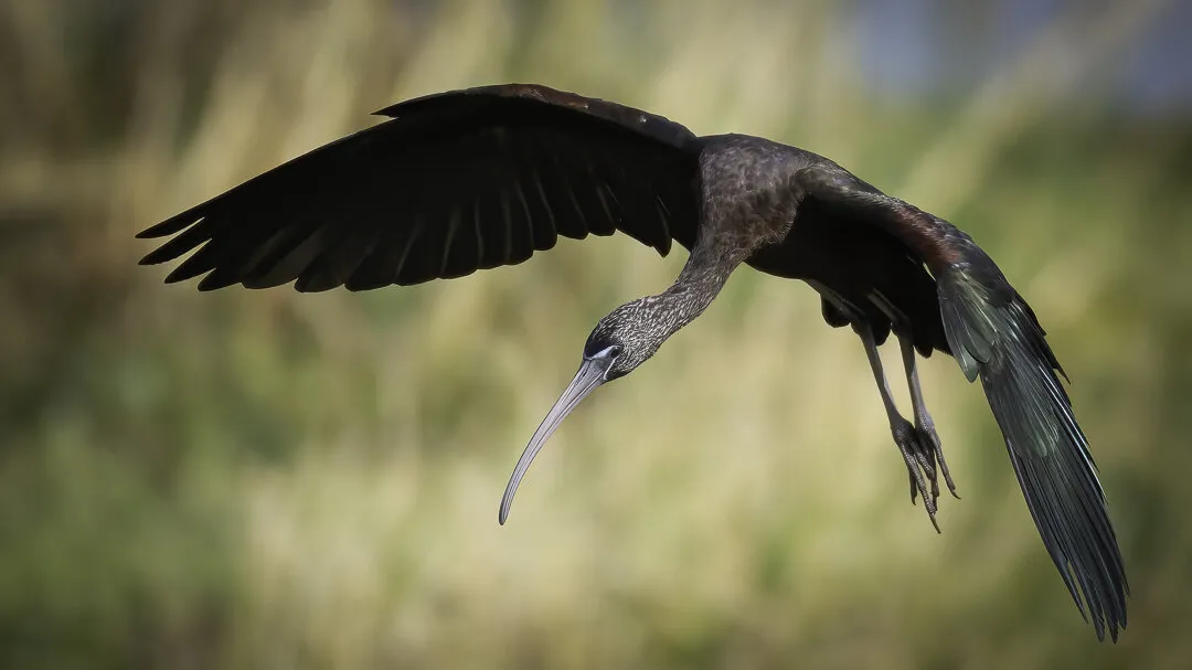 Glossy Ibis