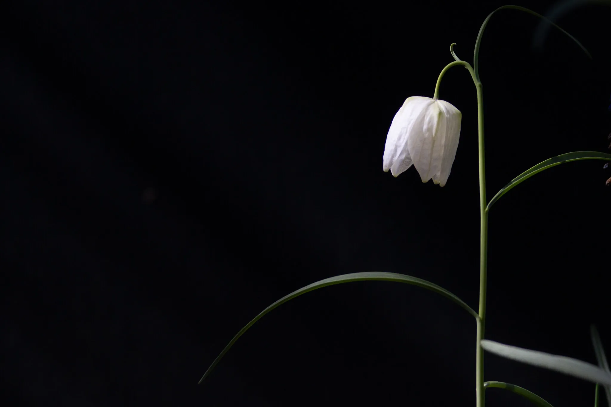Fritillary