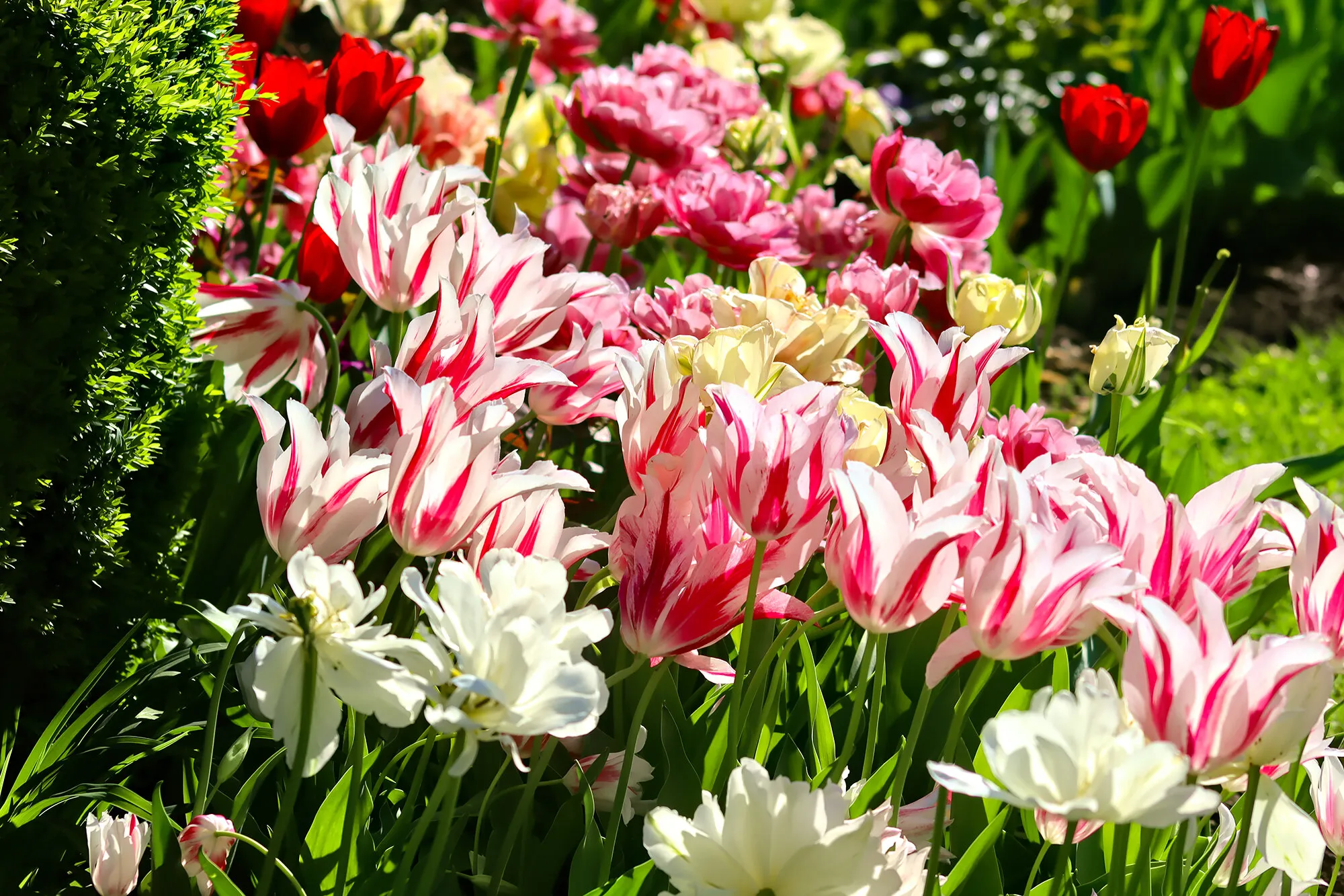 Tulips From the Garden