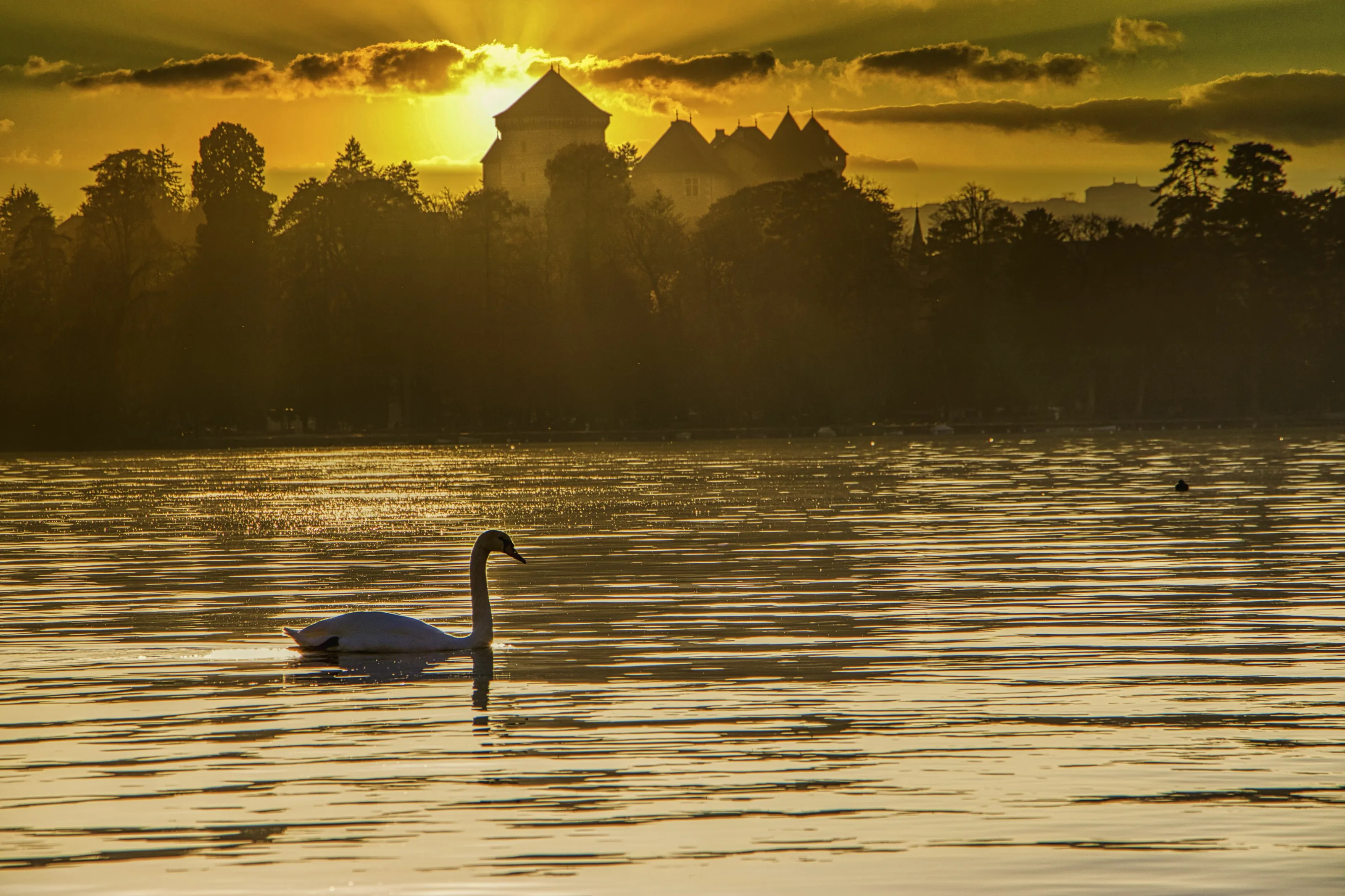 Cygne Lac Annecy