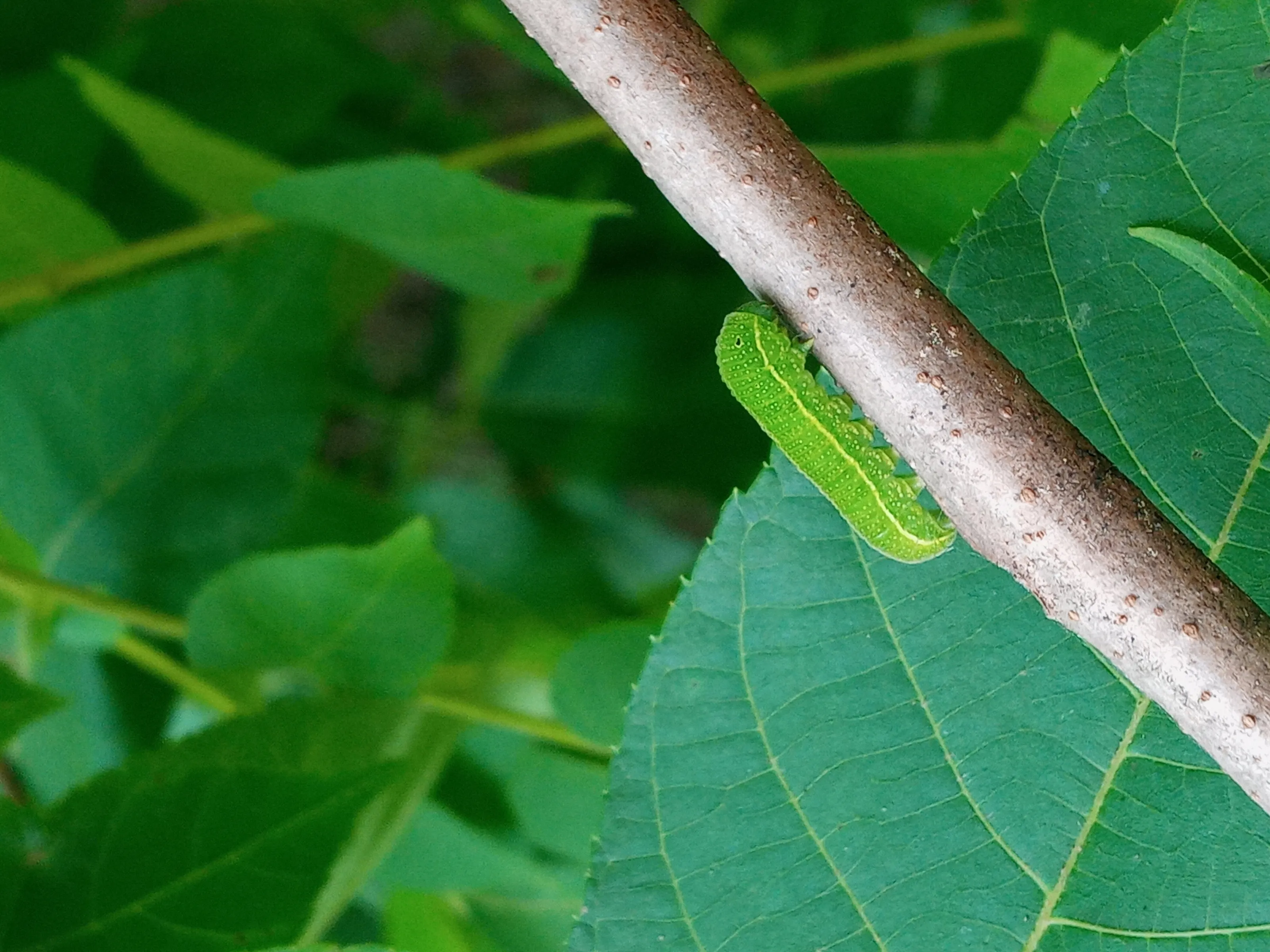 Canterworm