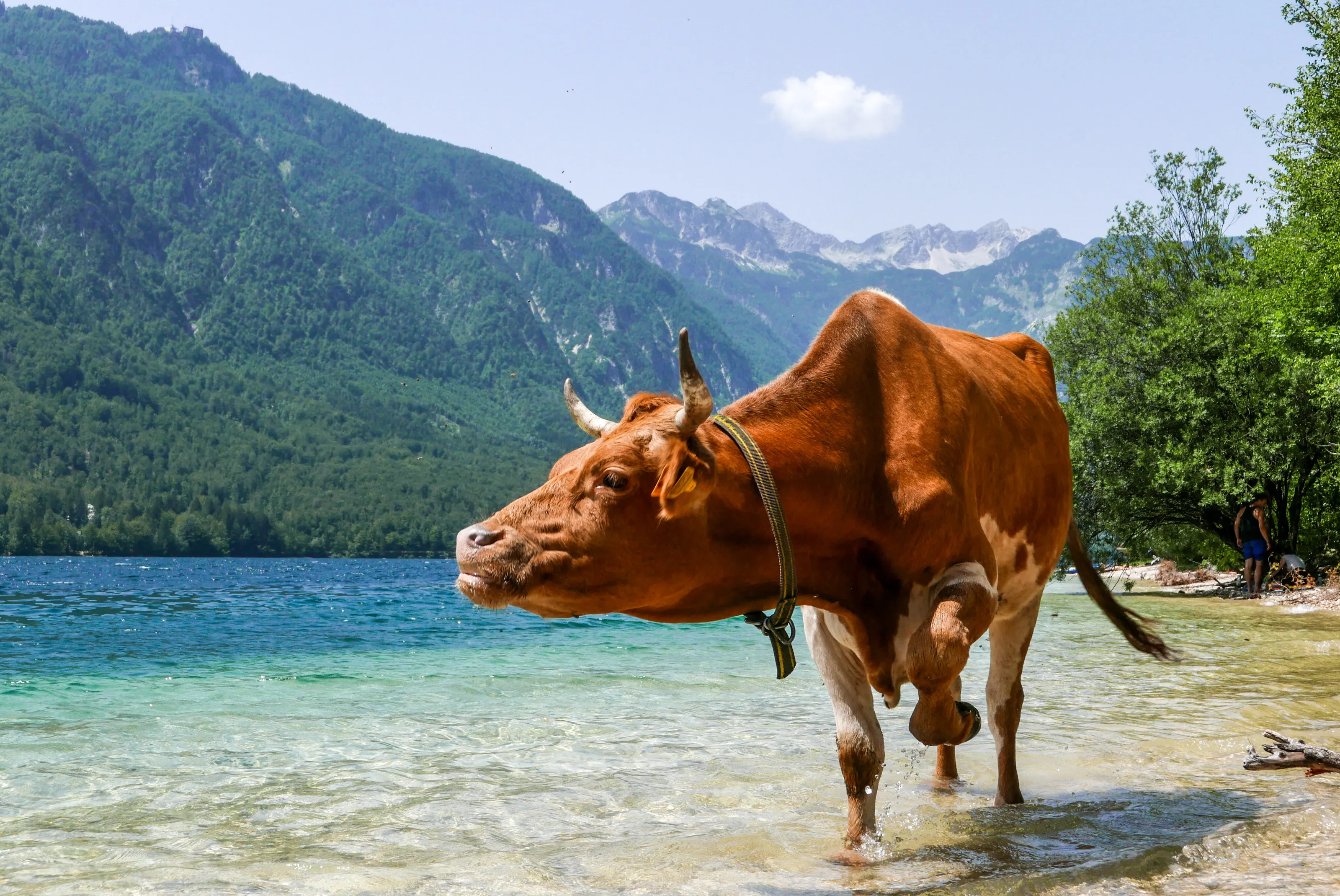 Lost cow in the mountains