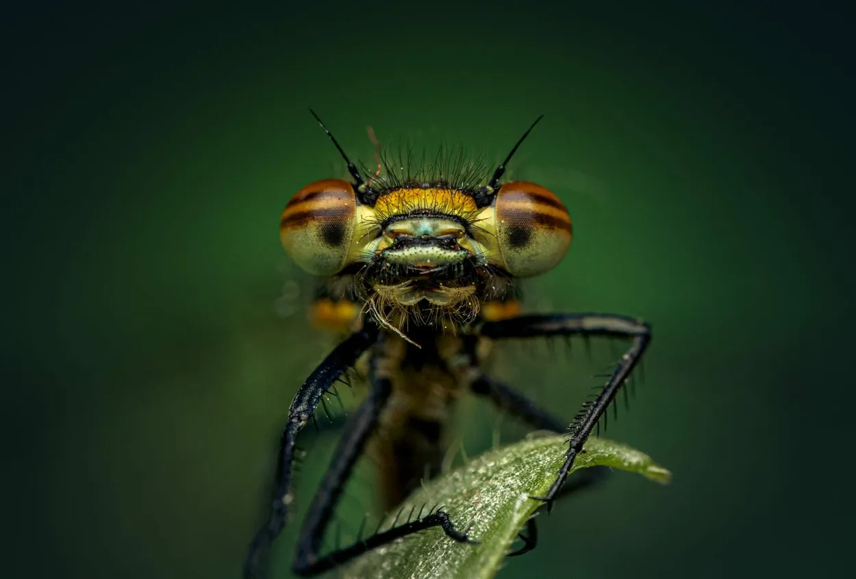 Damselfly resting on a leaf