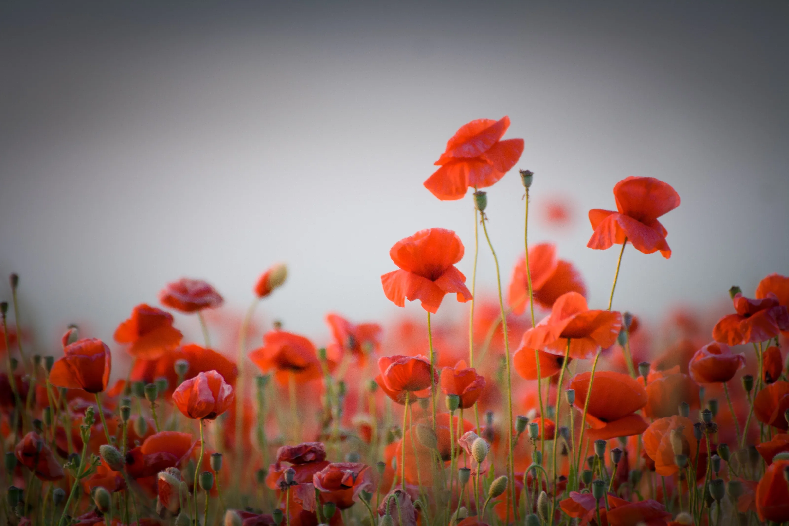 Poppy field