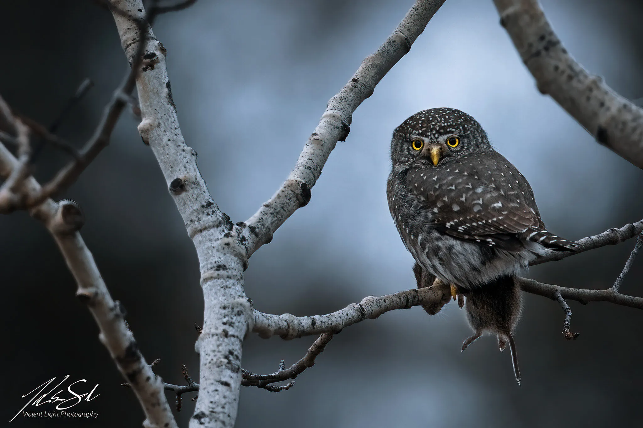 Northern Pygmy Owl
