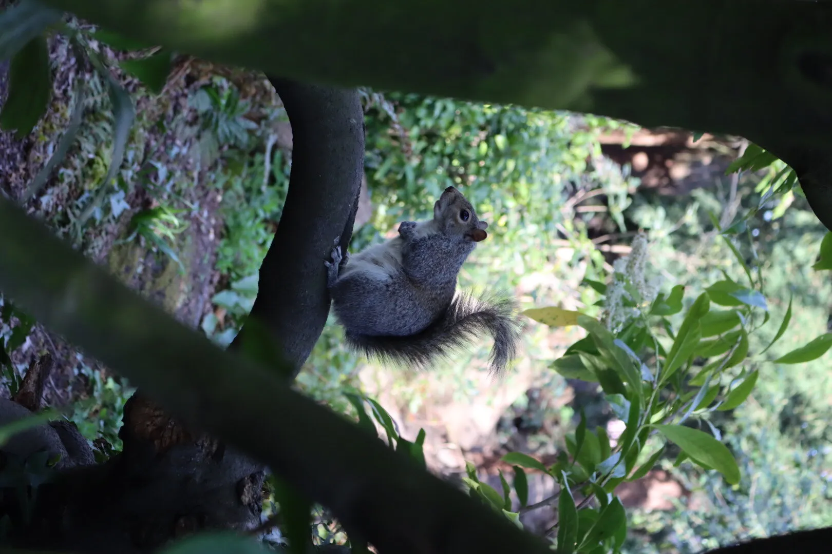 Squirrel