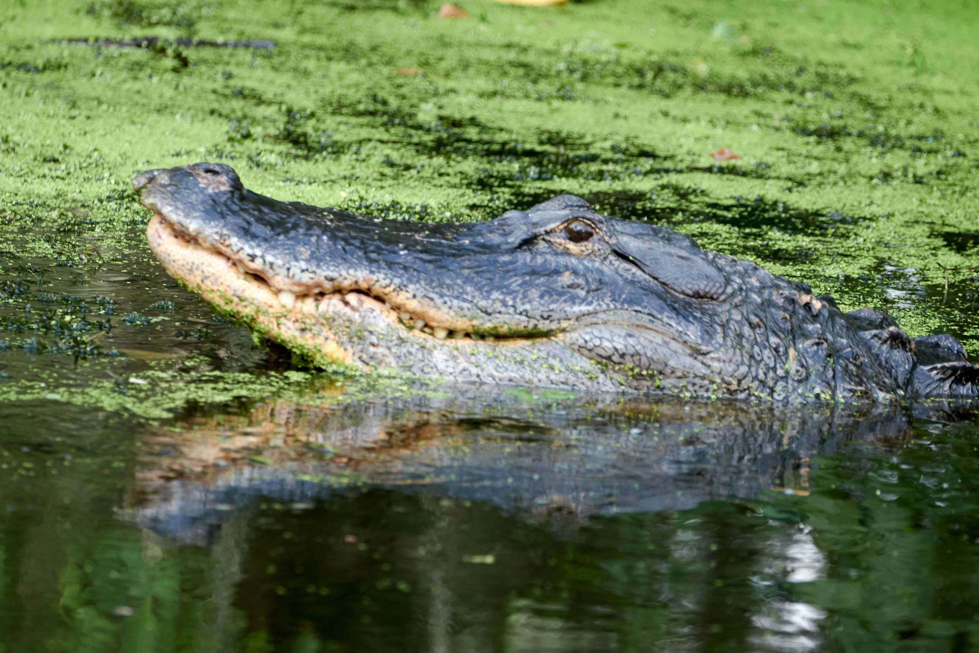 Smiling Gator in the swamp