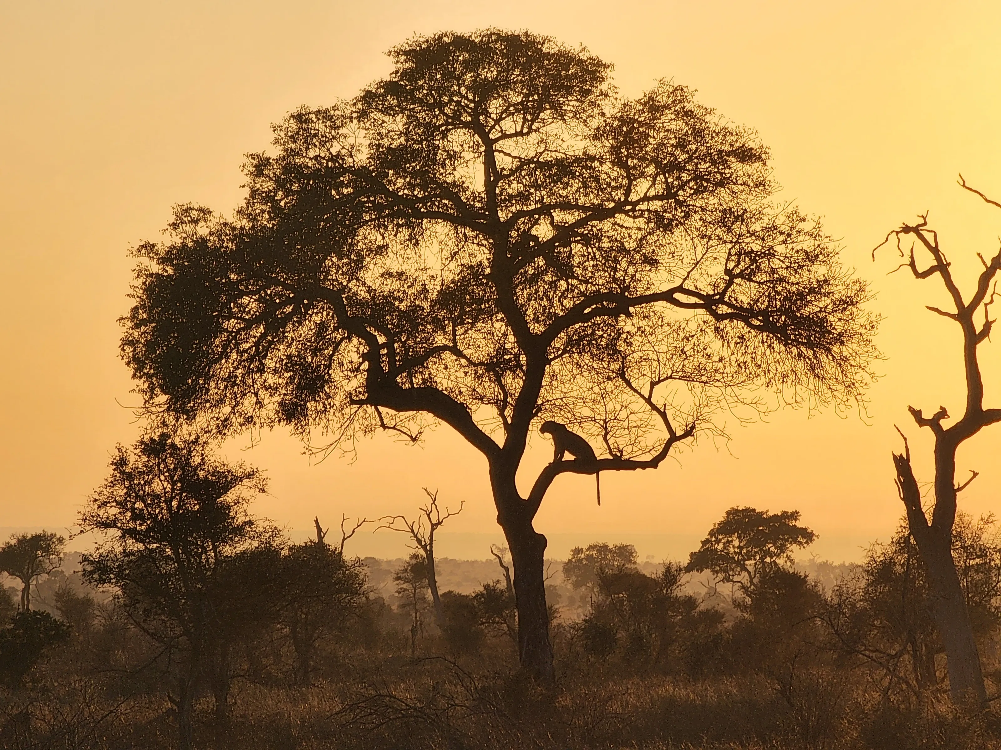 Leopard Silhouette at sunrise
