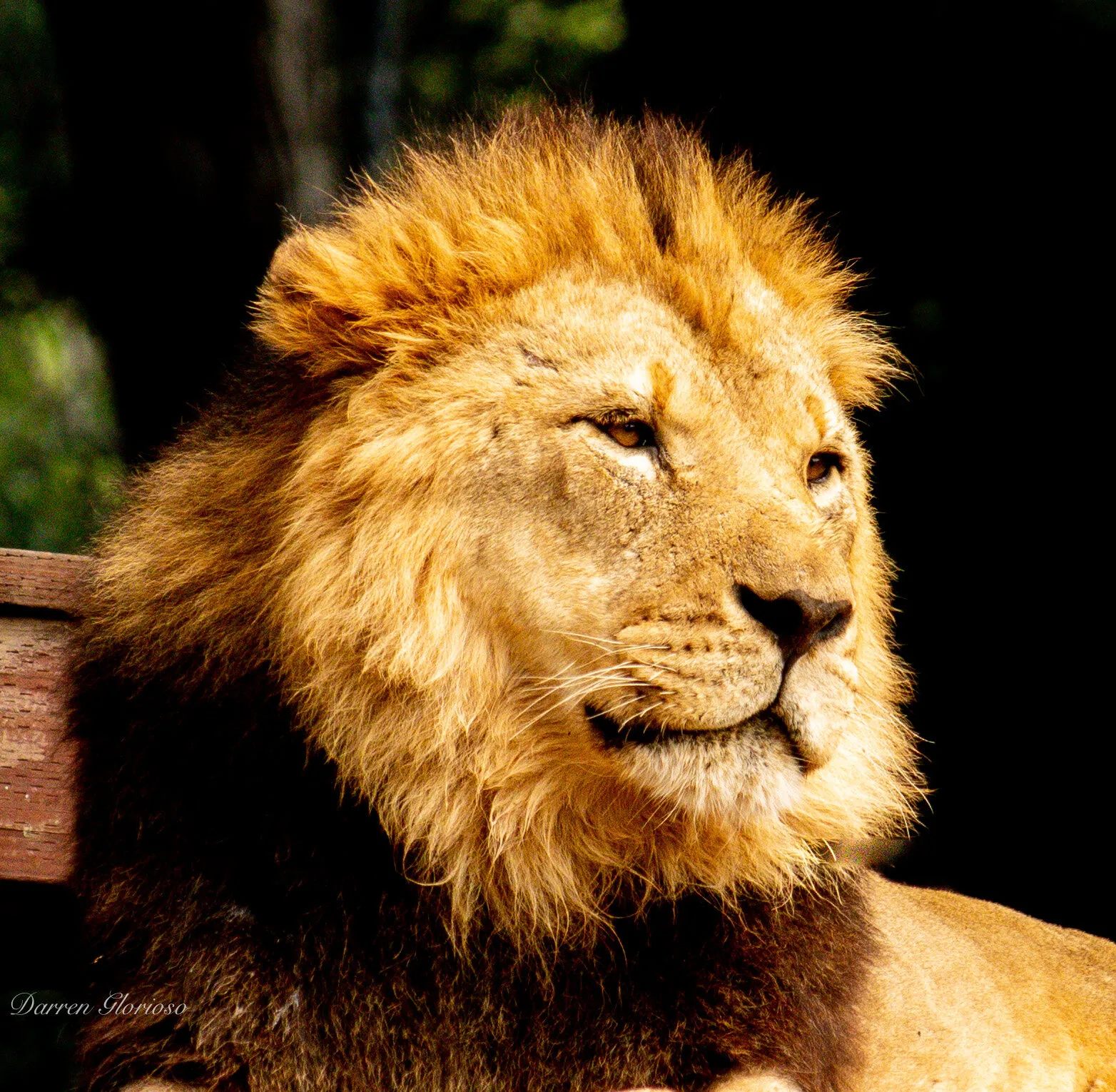 The King
