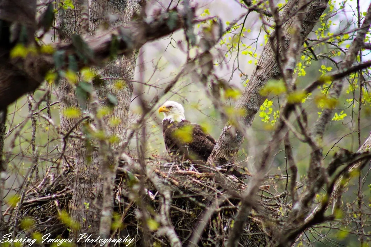 Mother Bird