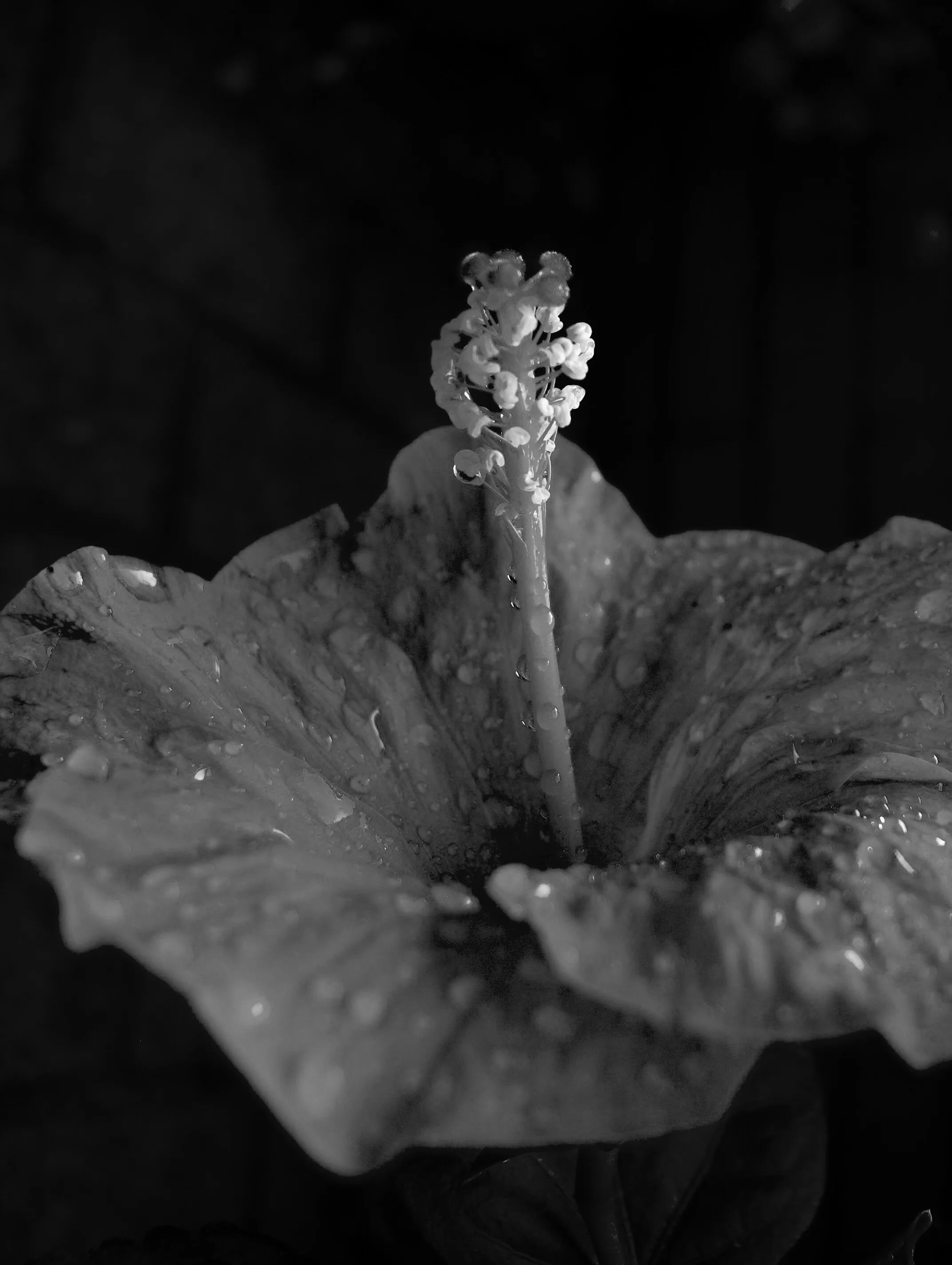 Rain Drops