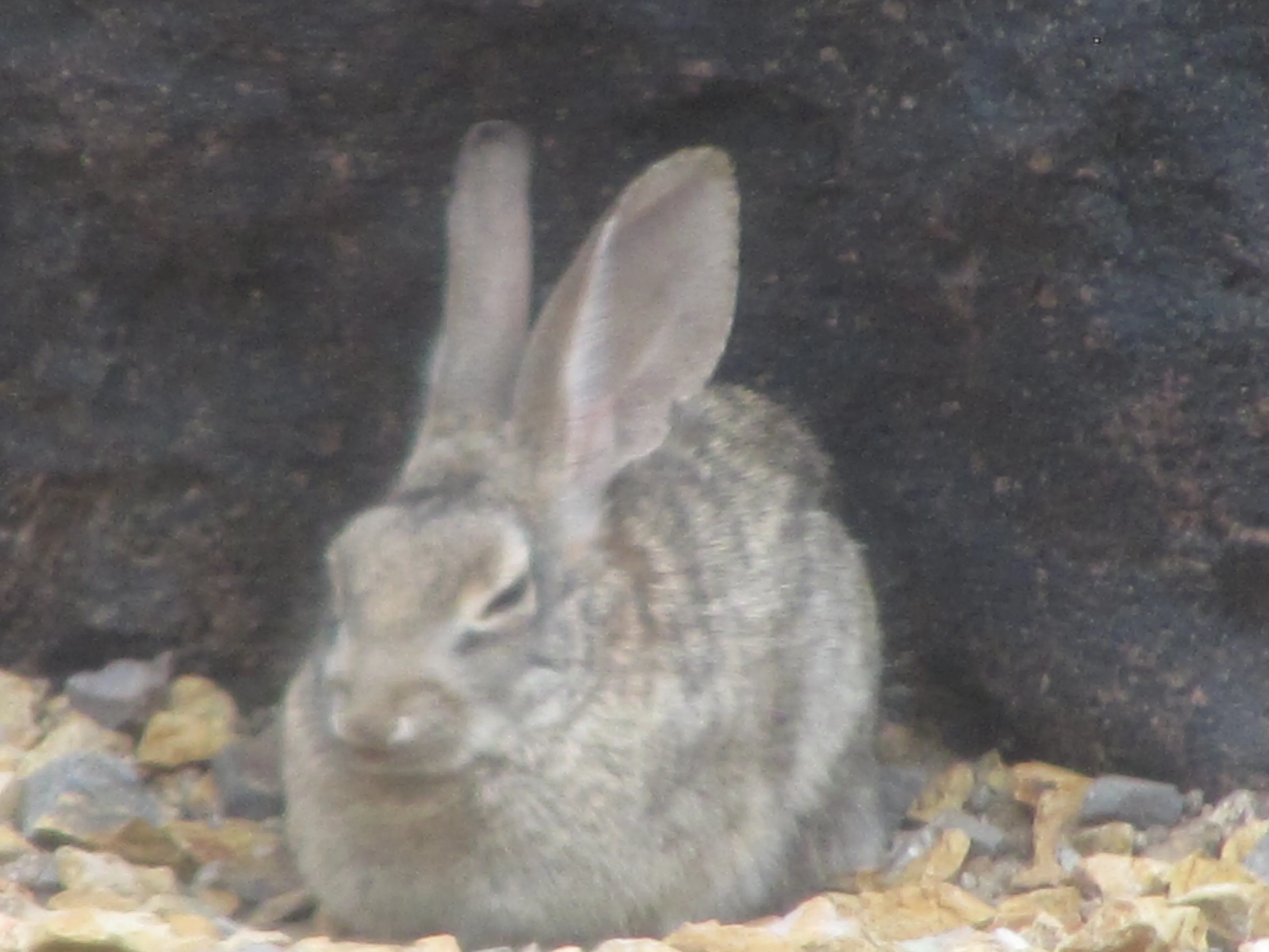 Mr. Rabbit