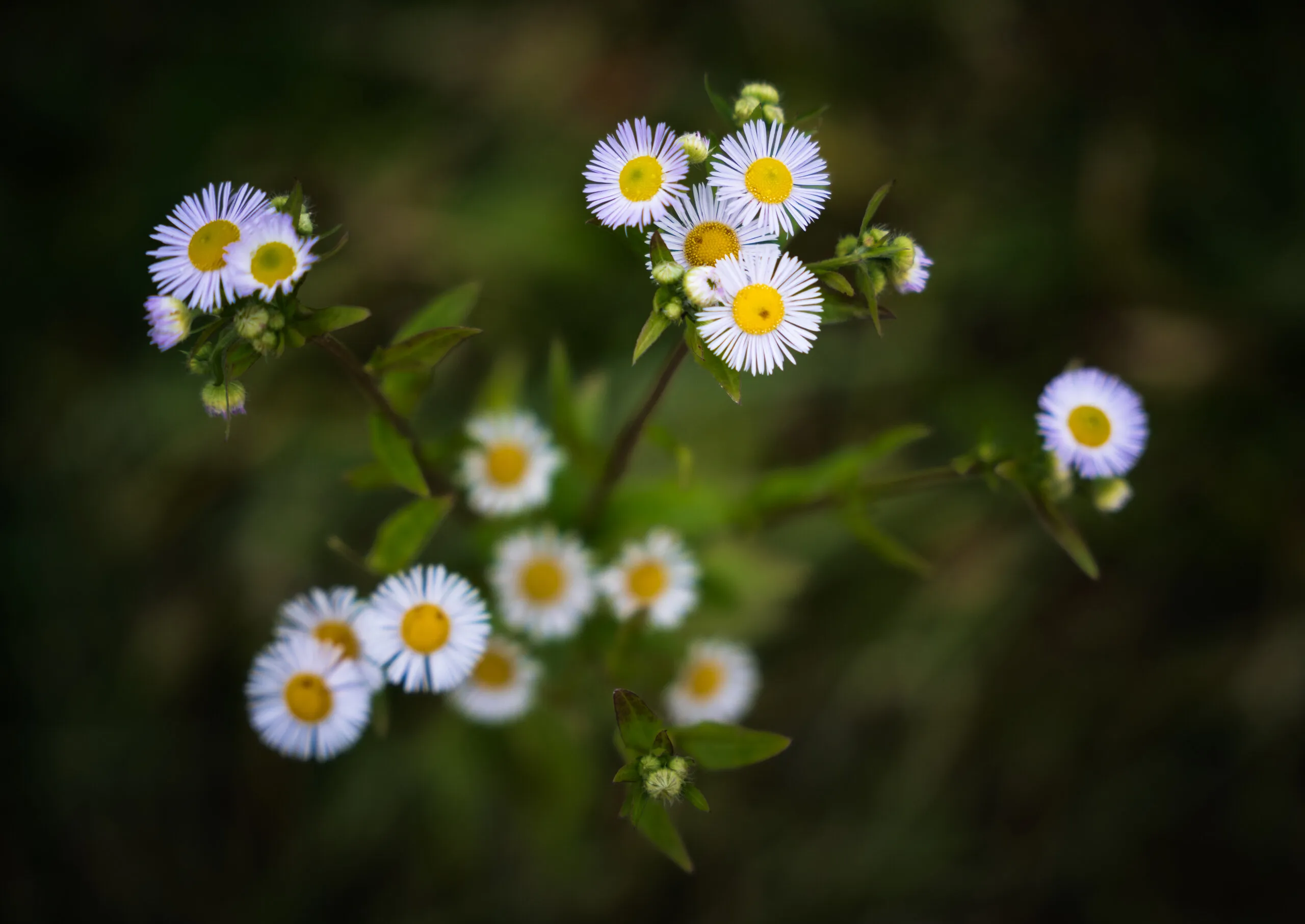 In Bloom