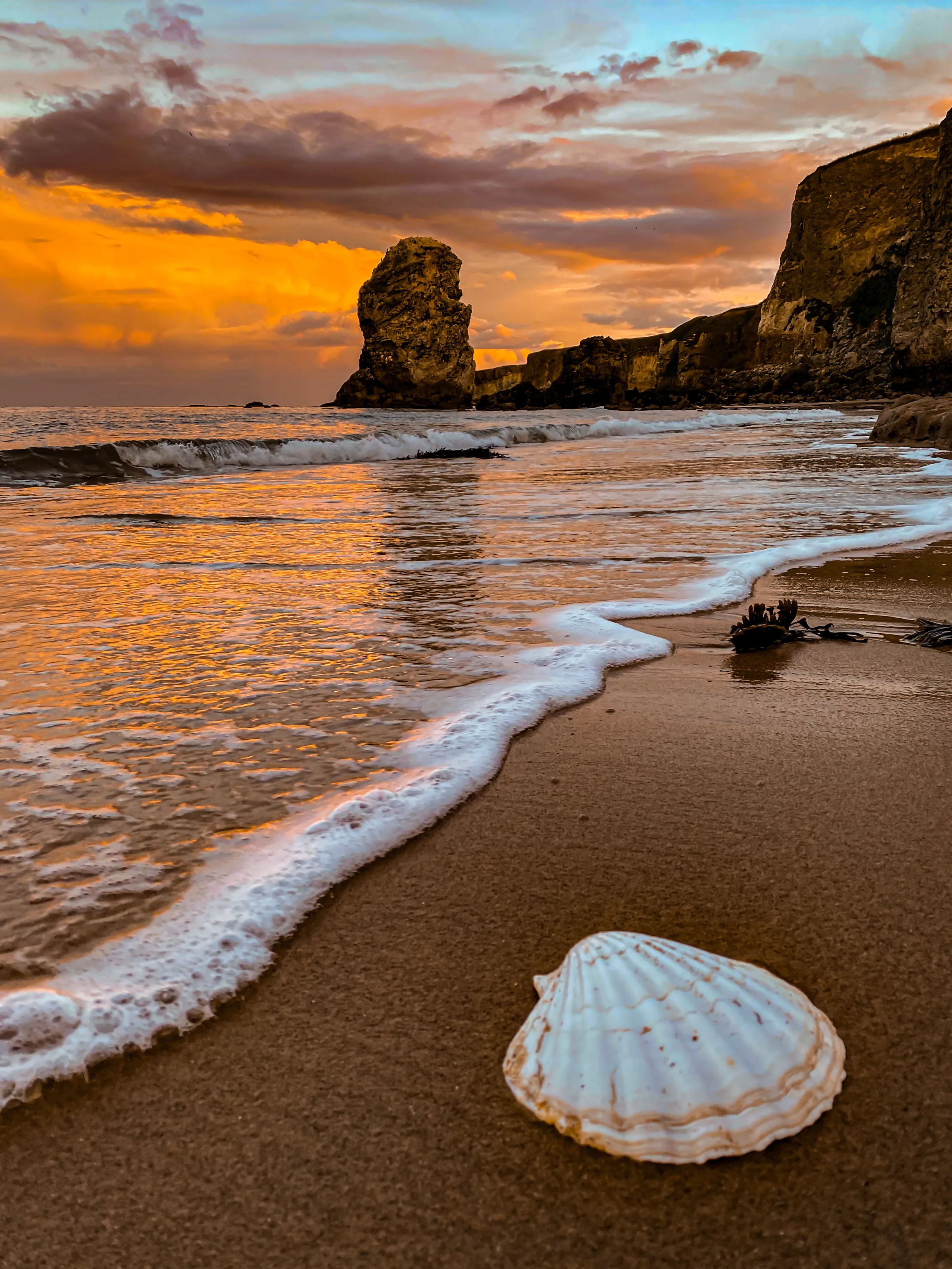 Sea Shell by the Sea Shore