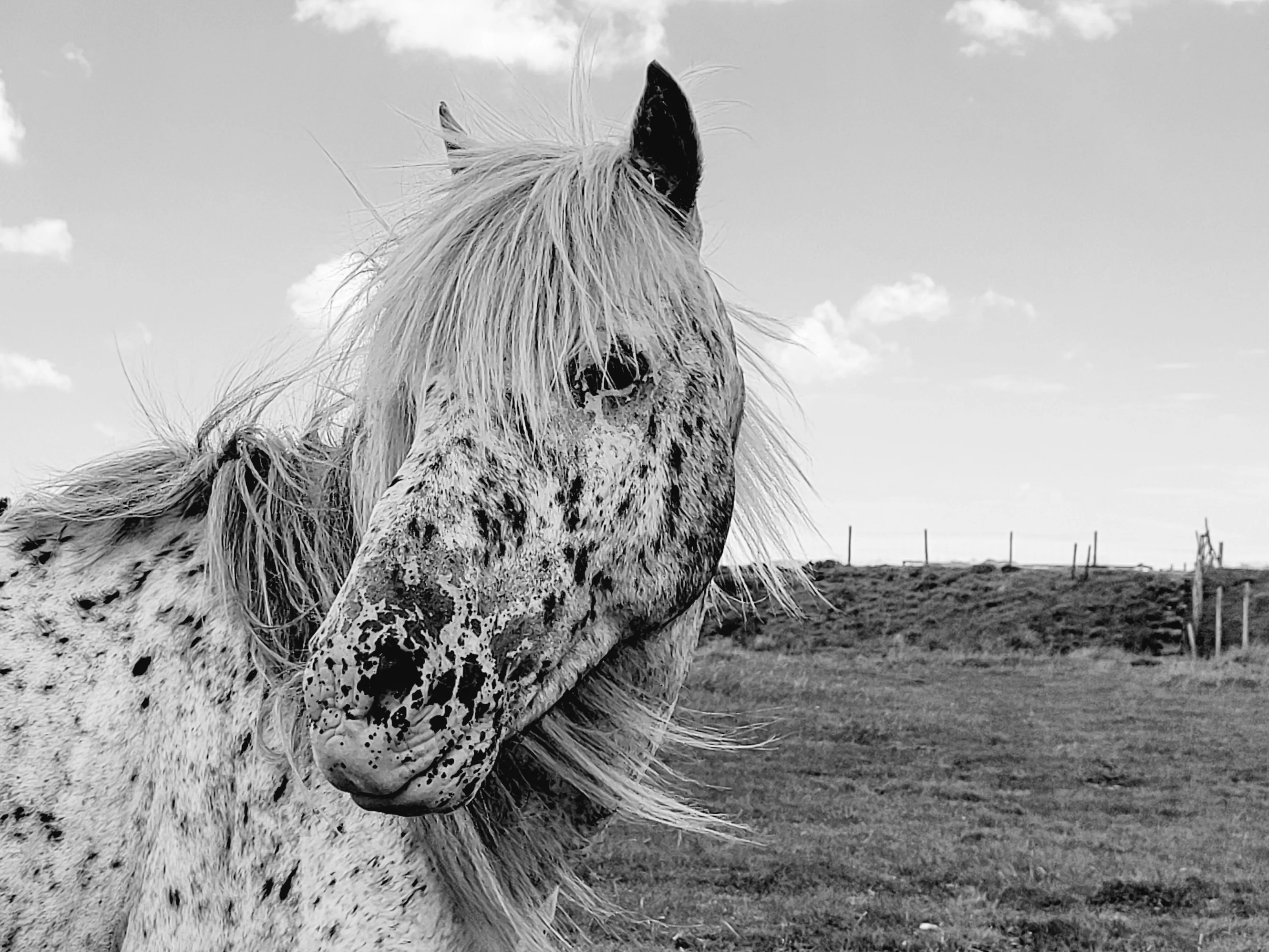 Dartmoor pony