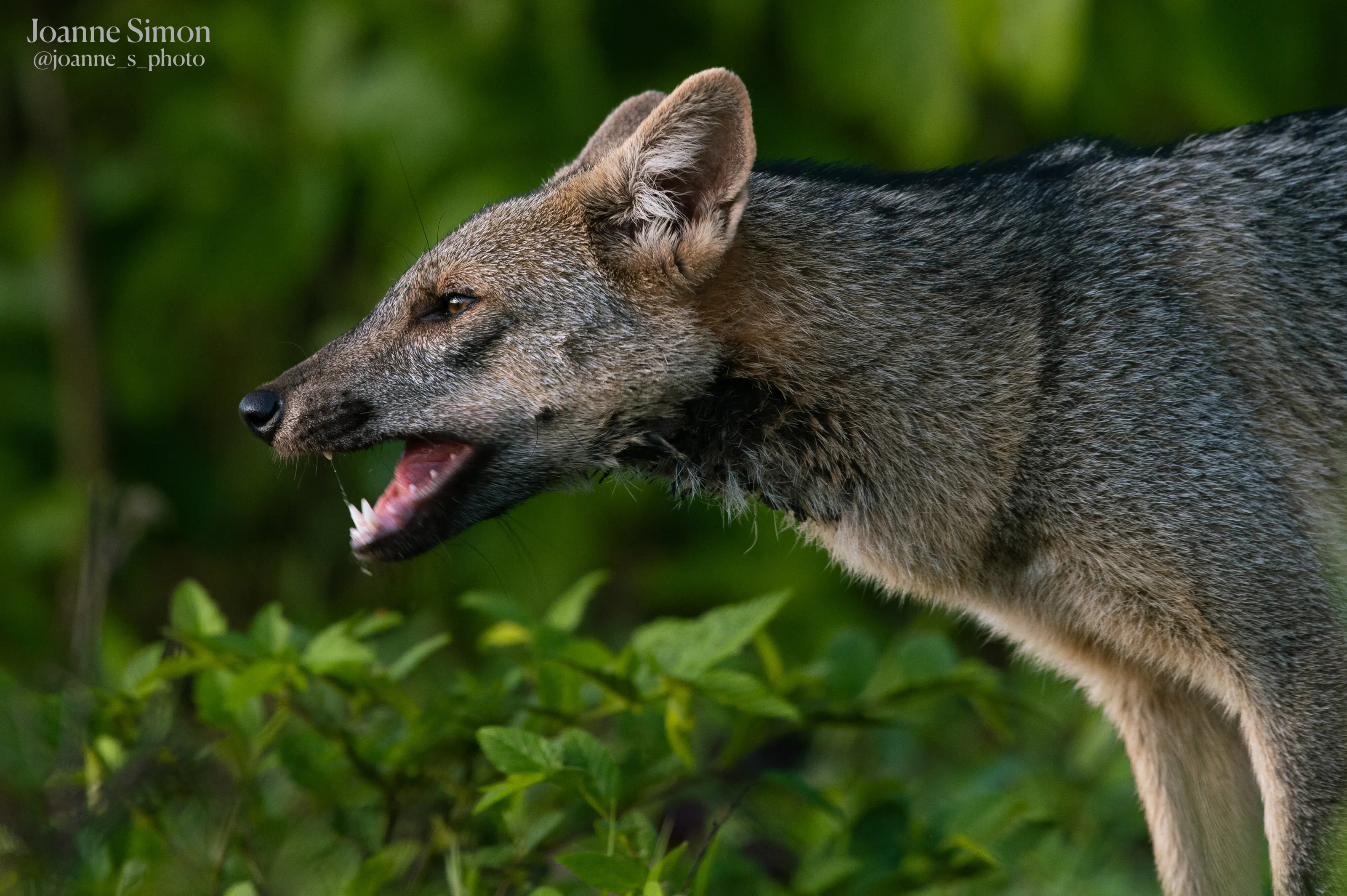 WILD CRAB-EATING FOX