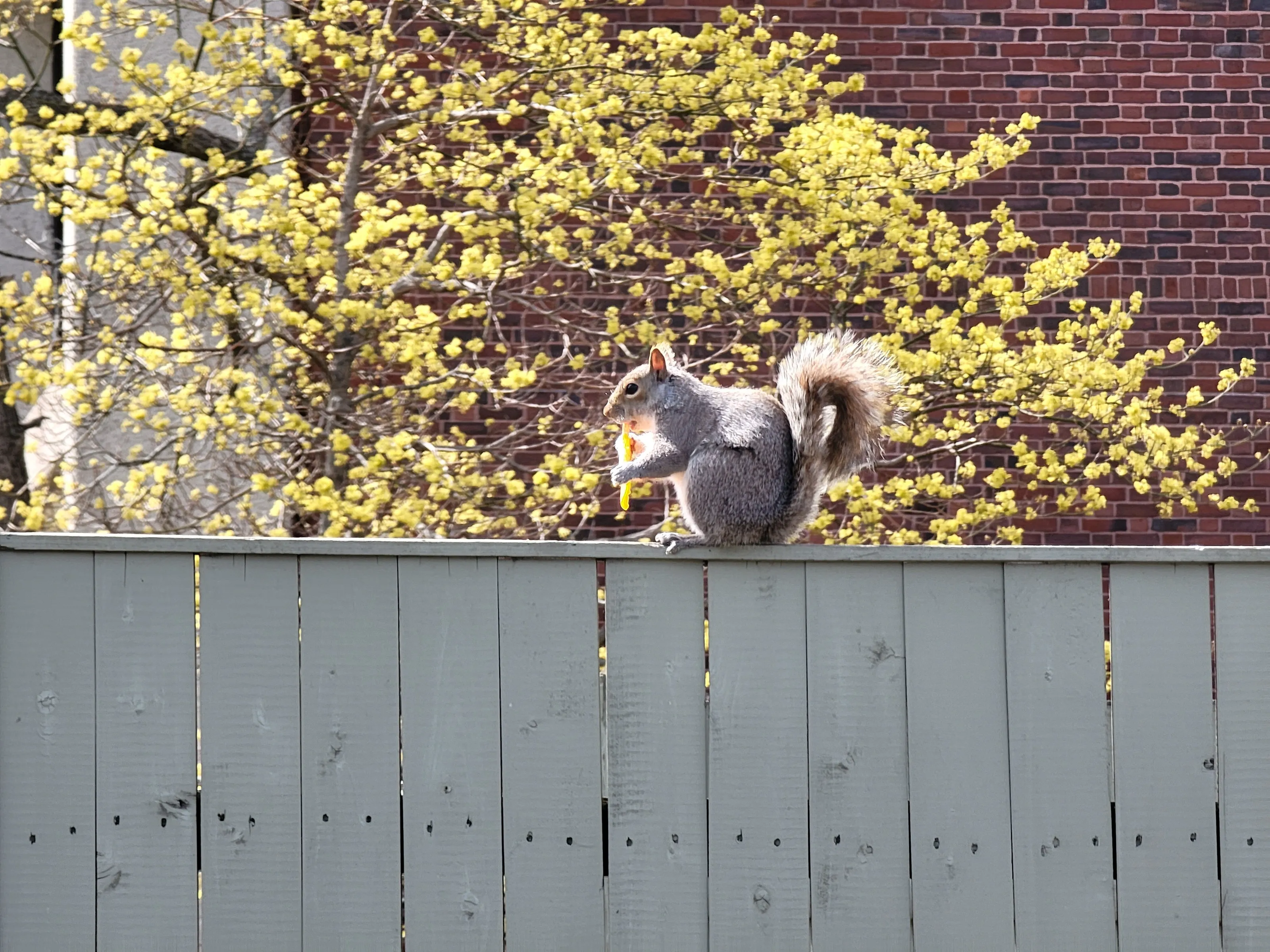 Squirrel