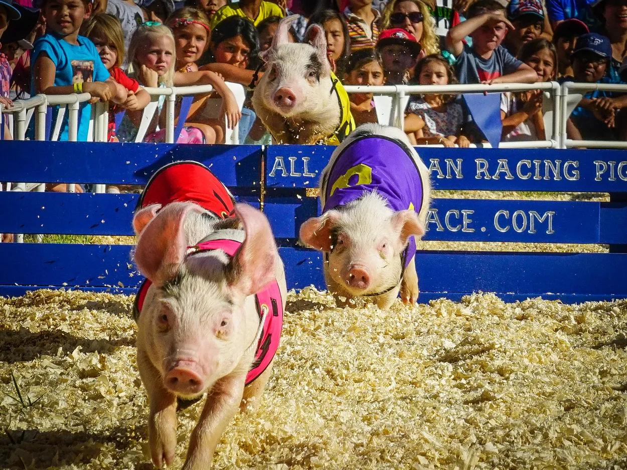 Piglets Race