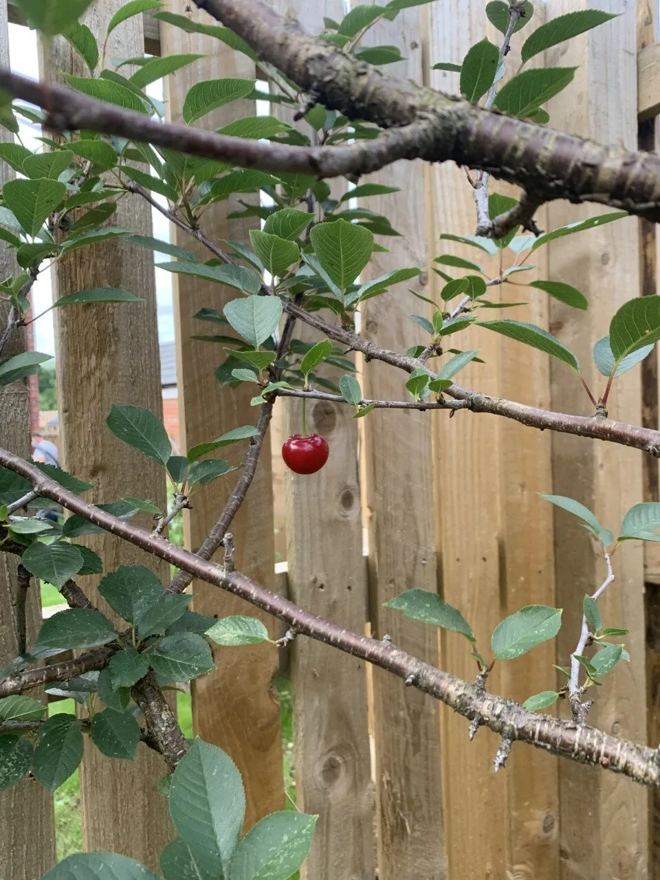 A cherry delight