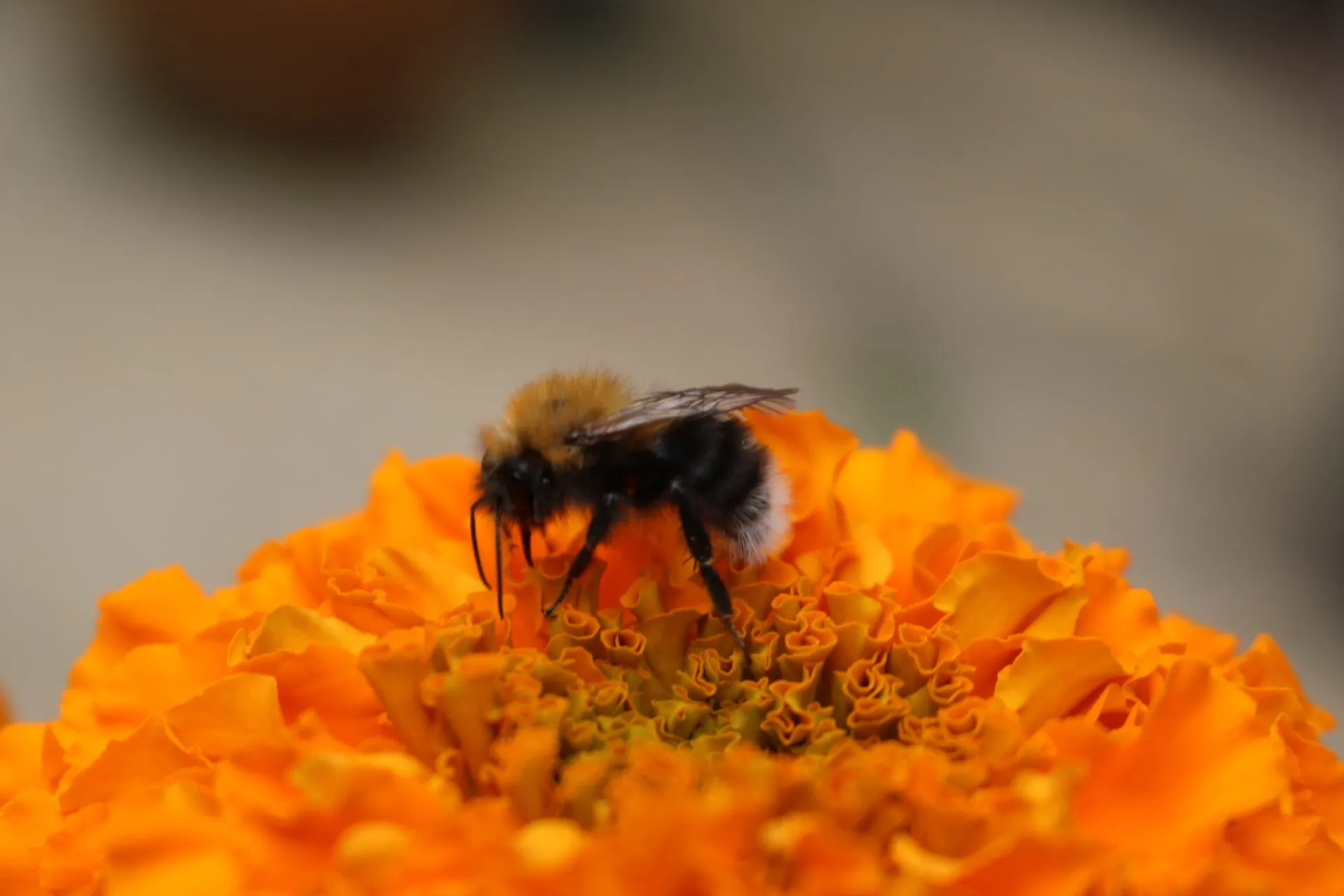 Orange Buzz