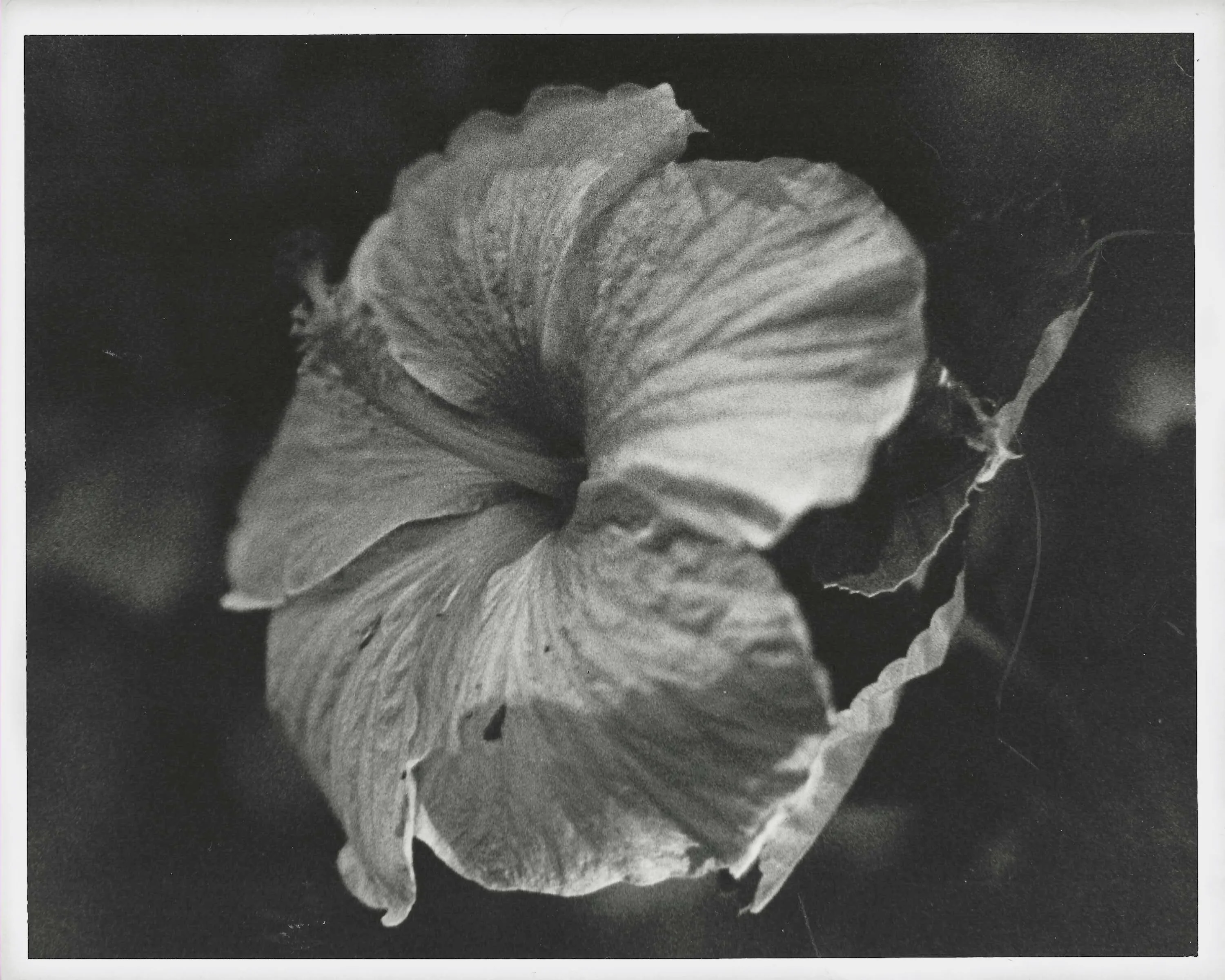 flowers and light 2