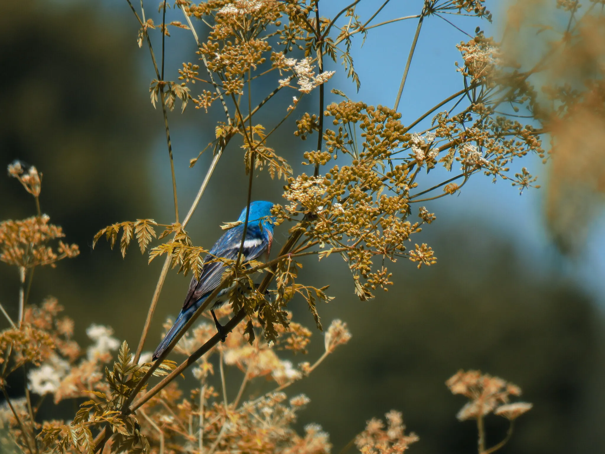 Lazuli Bunting