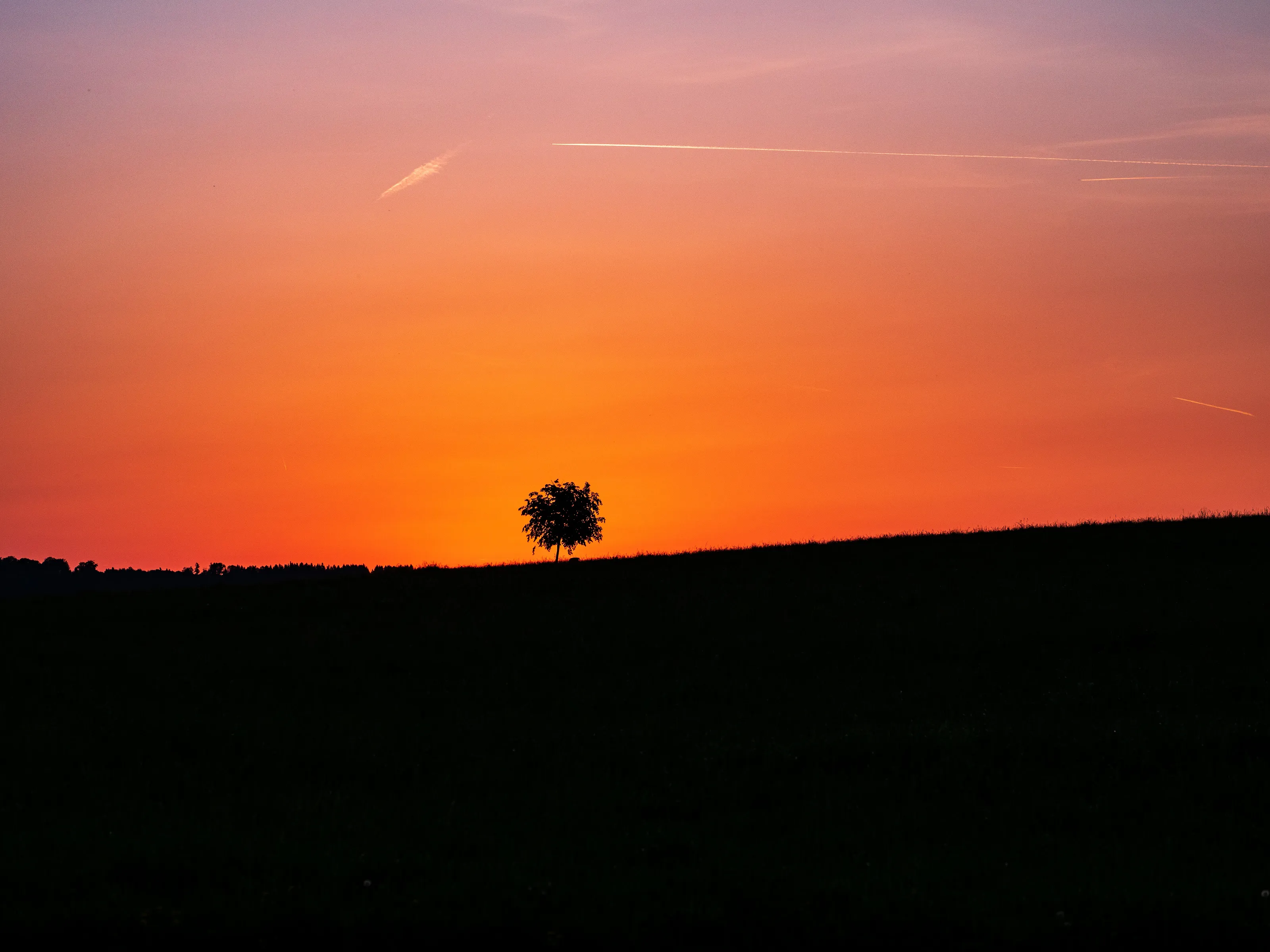 Sunset tree