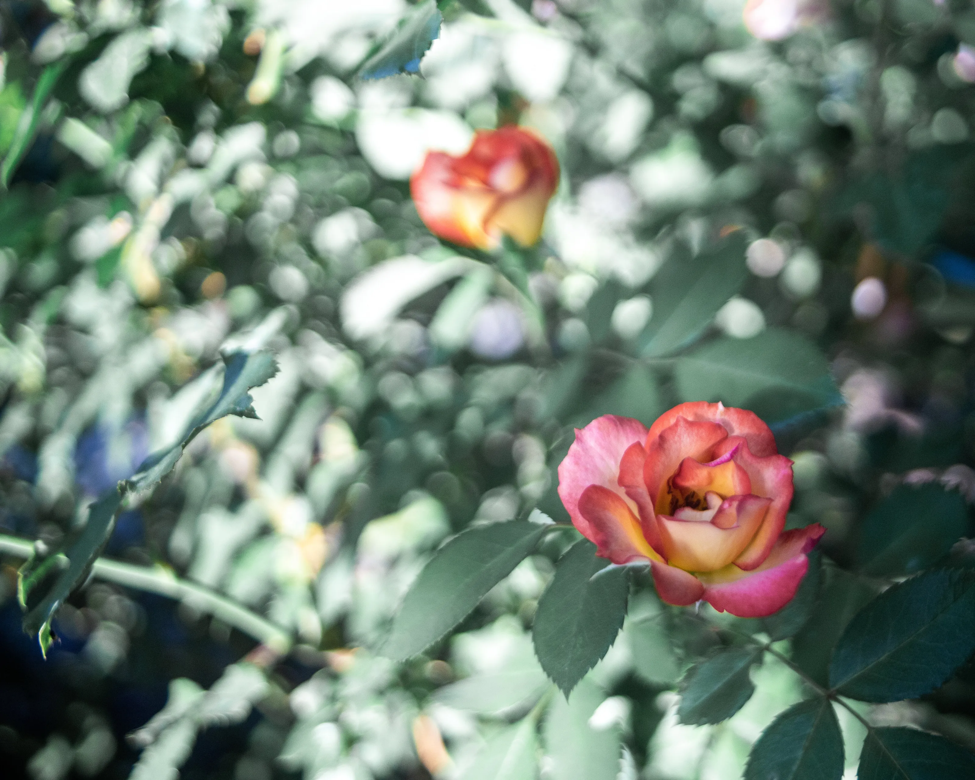 Dreamy Roses