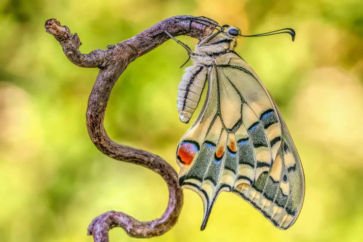 Entry 18712463