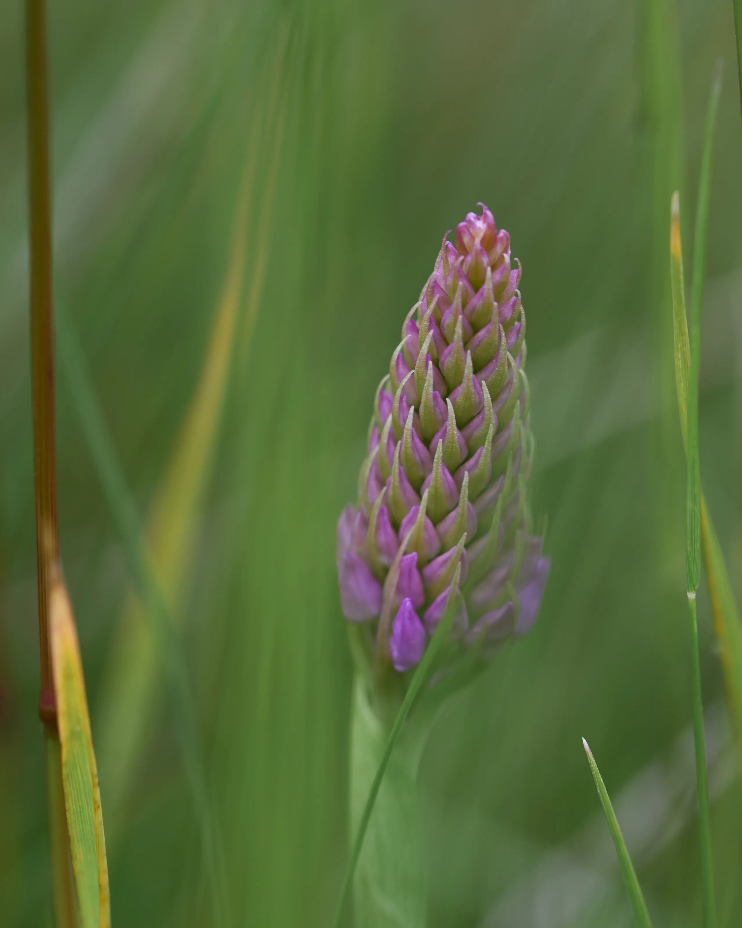 Pyramidal orchid hiding in the grass